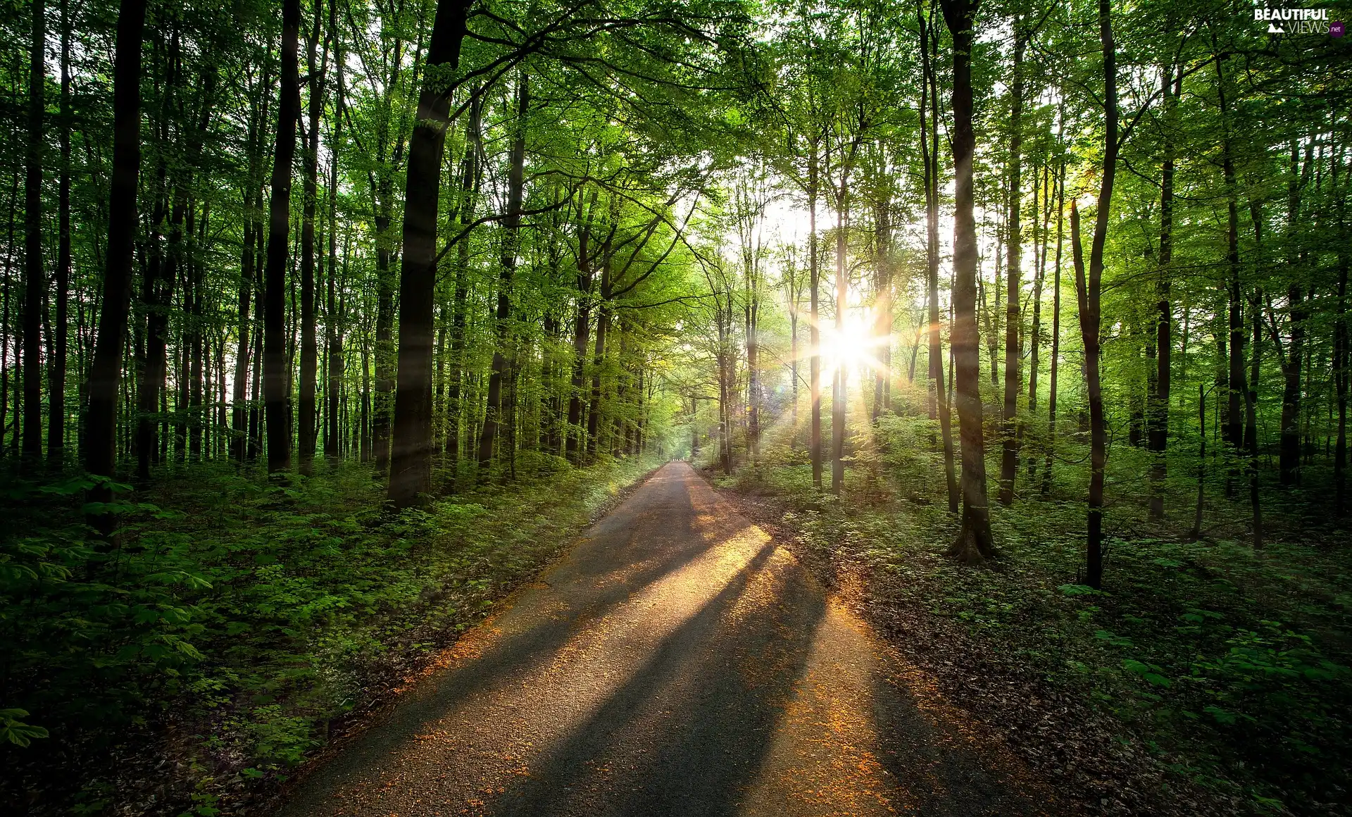 viewes, green ones, morning, trees, Way, forest, rays of the Sun