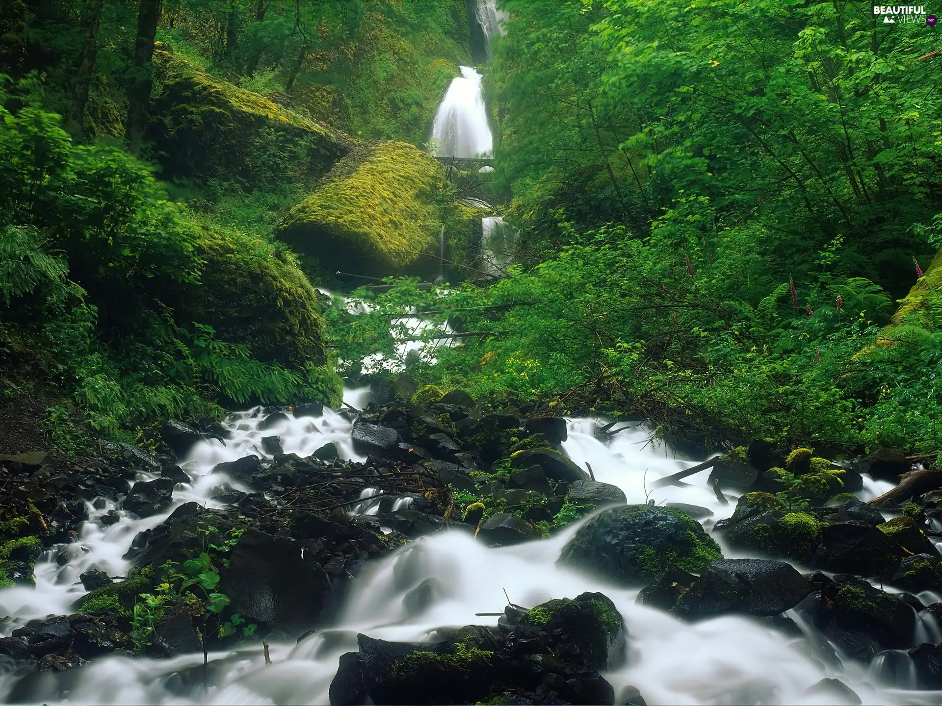 River, forest