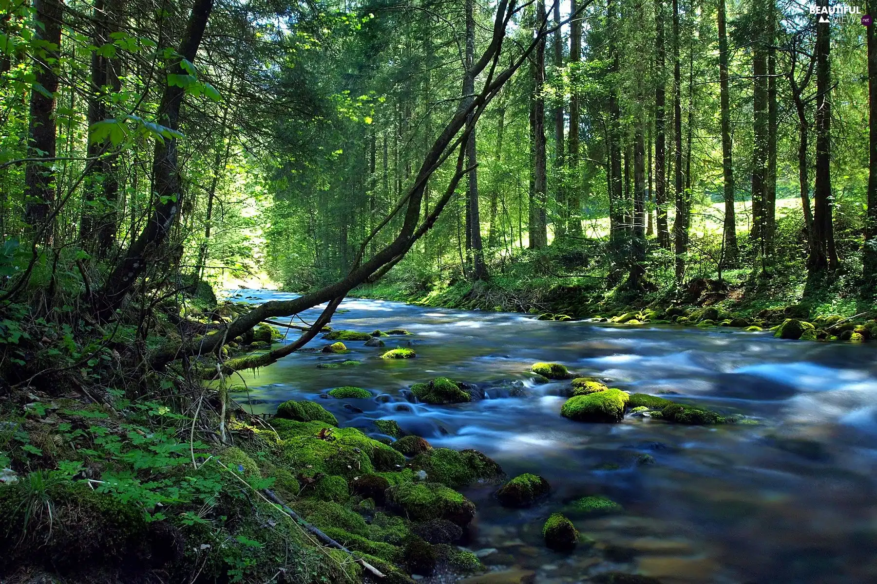 River, forest