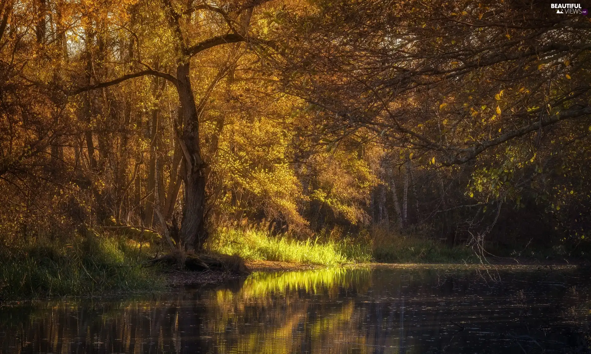 forest, River, trees, viewes, autumn