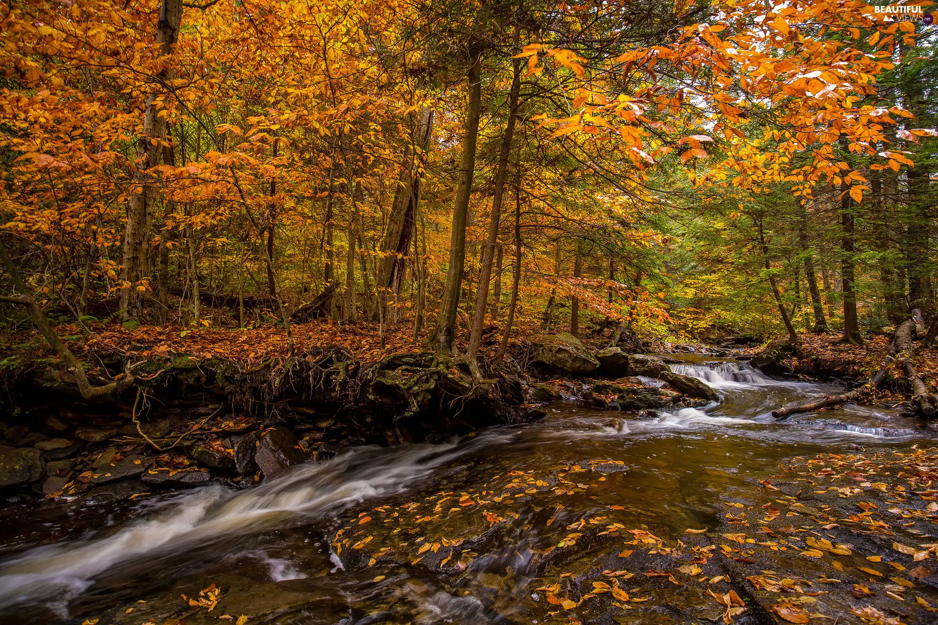 Yellowed, viewes, River, forest, trees, Leaf, autumn