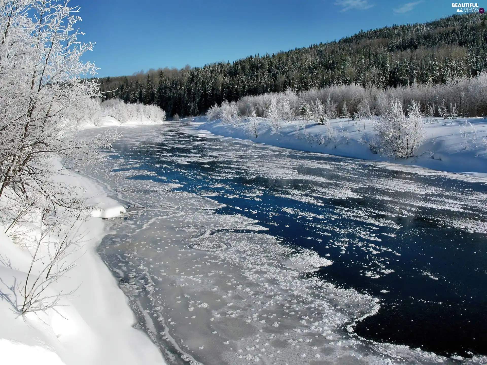 forest, winter, River