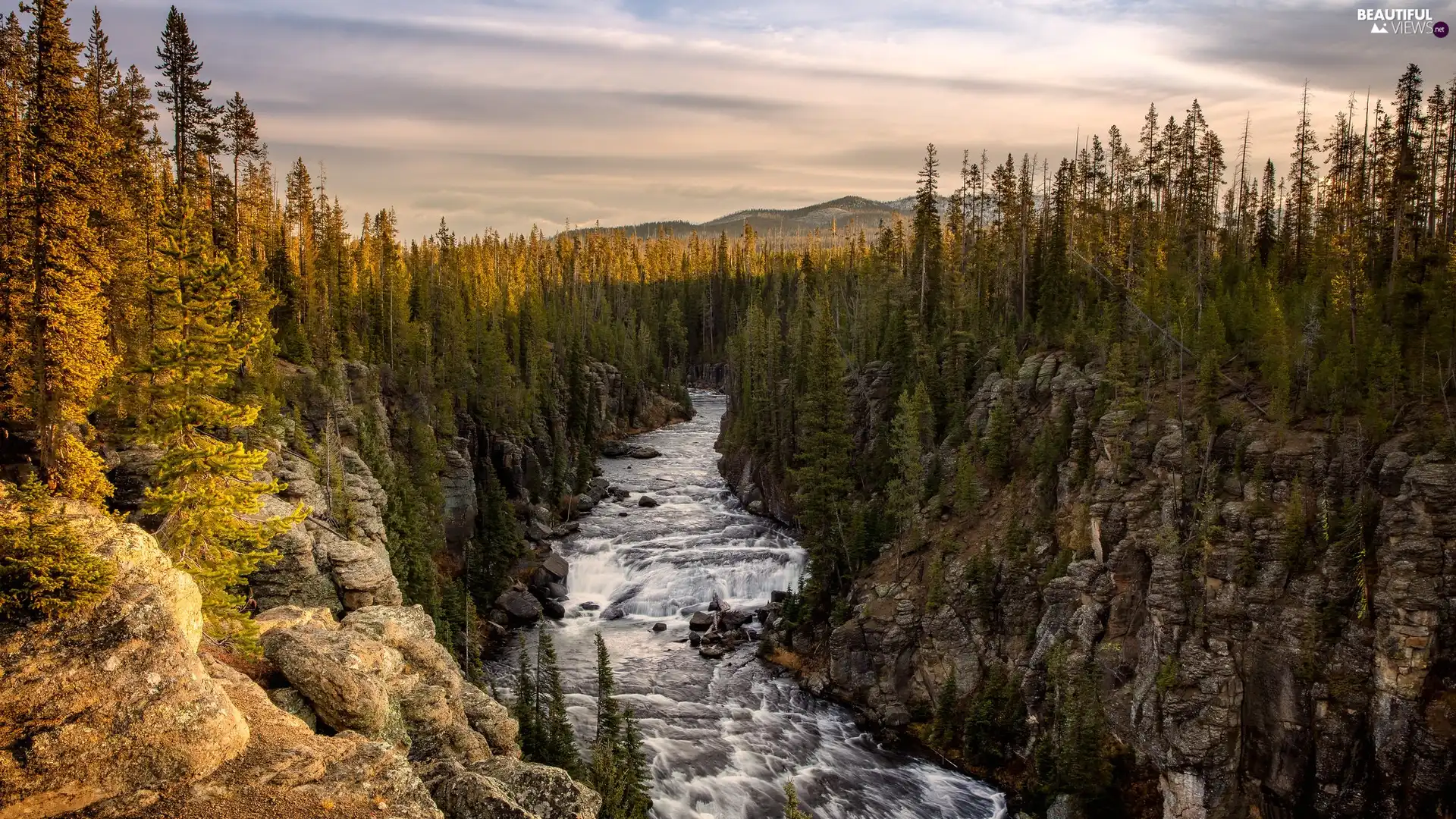 viewes, forest, rocks, trees, River