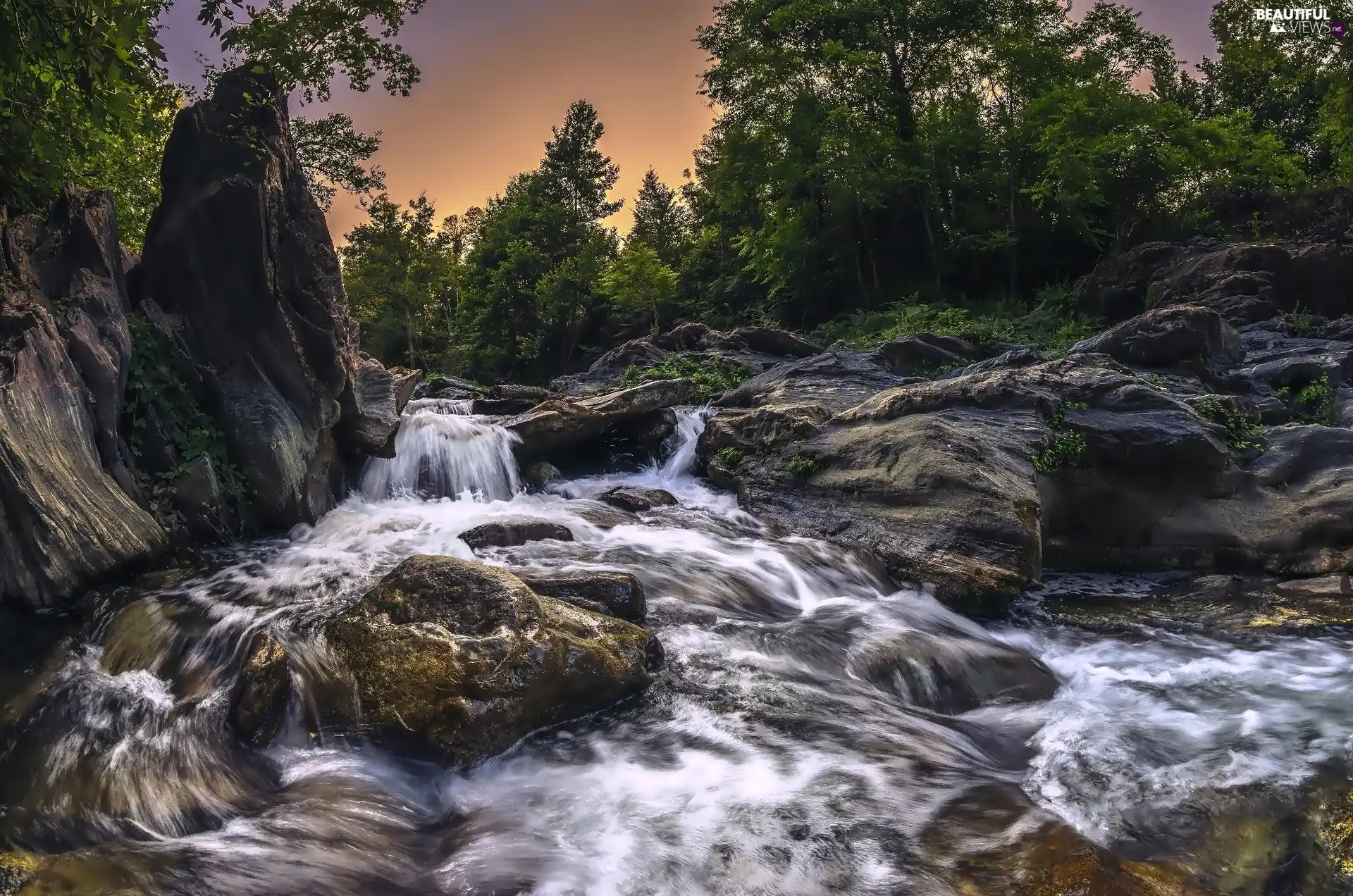 forest, stream, rocks