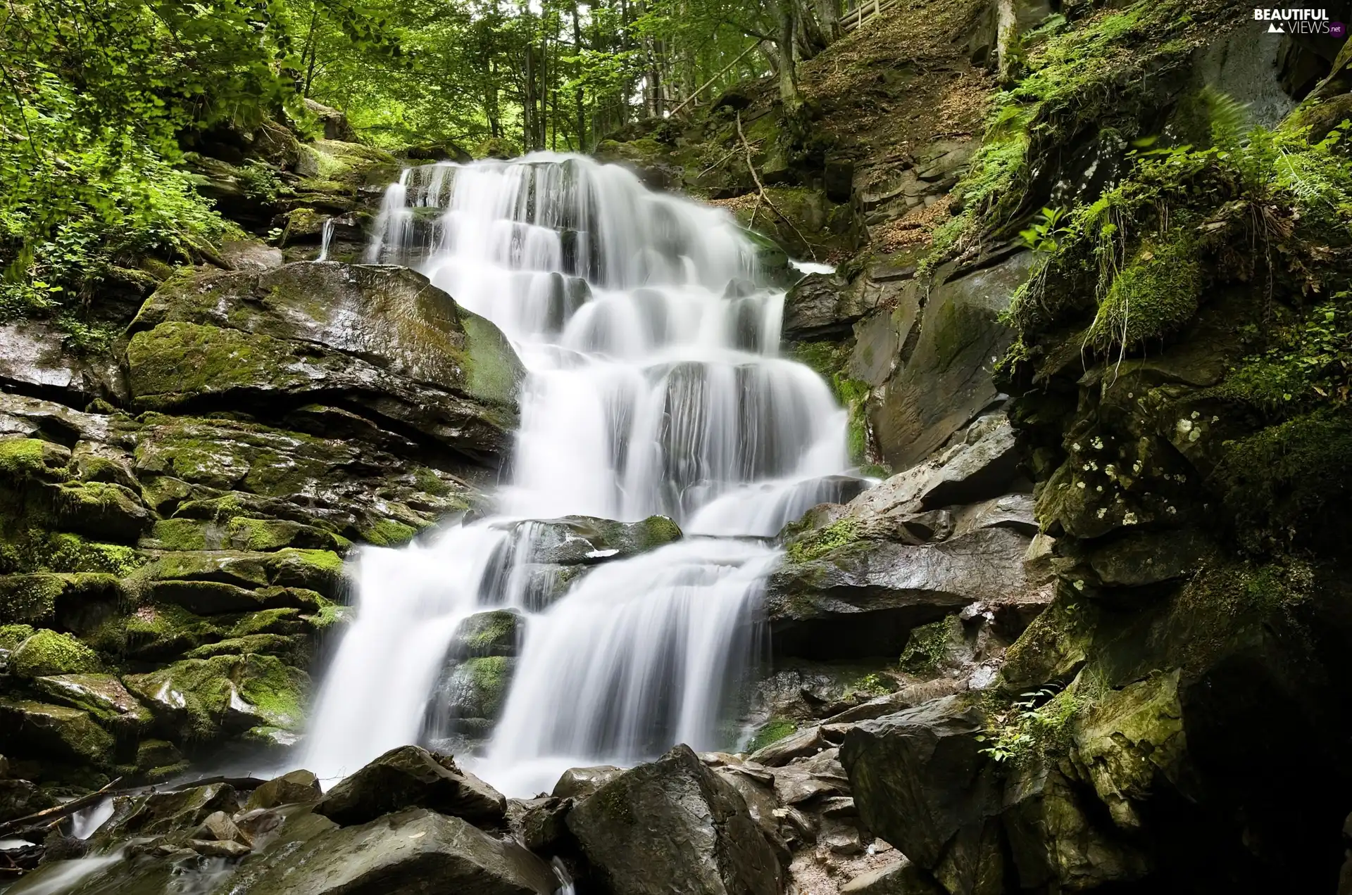 forest, waterfall, rocks