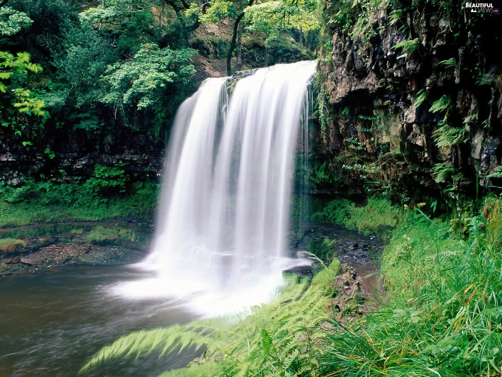 forest, waterfall, Rocks