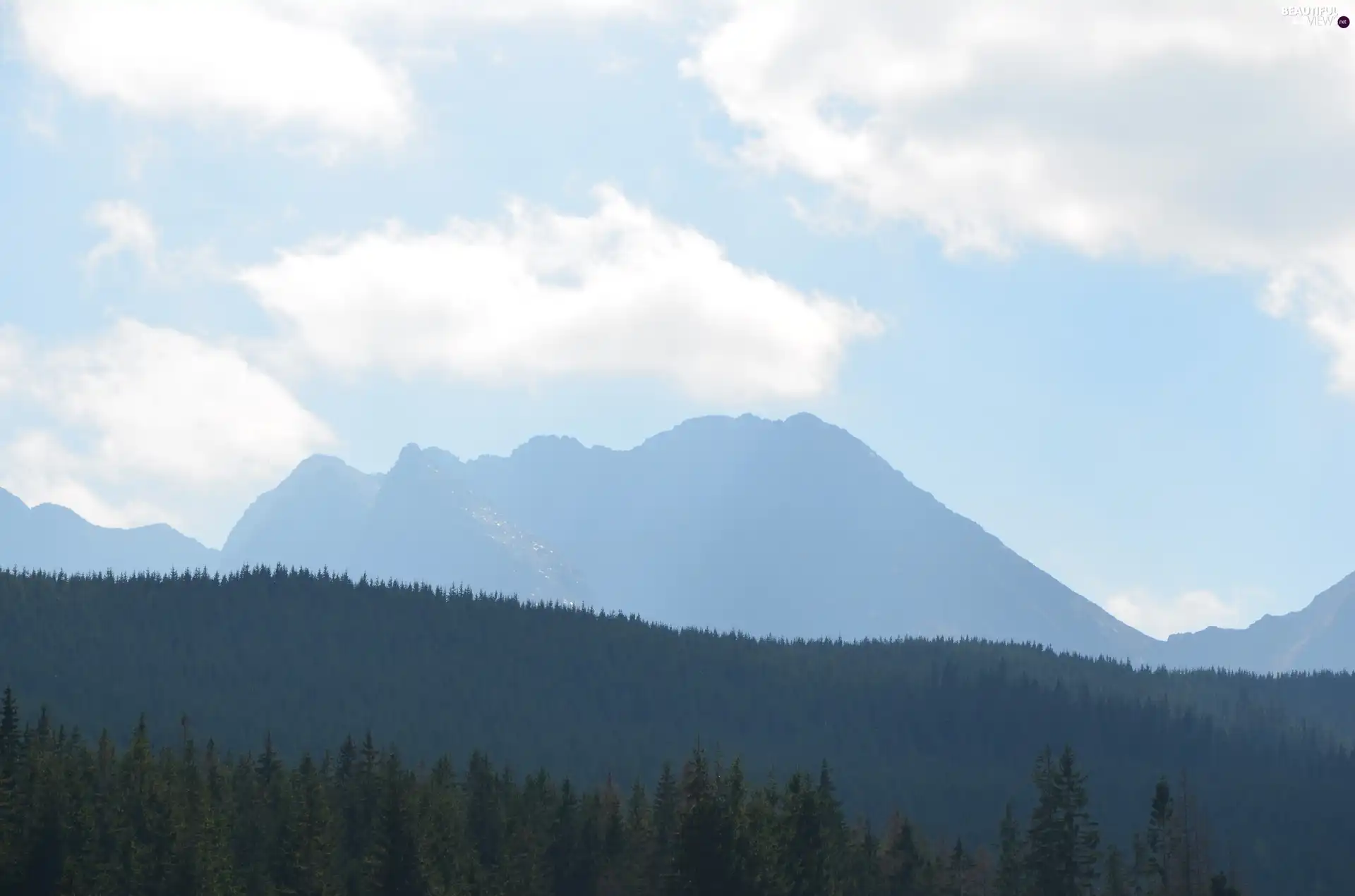 forest, Mountains, Sky