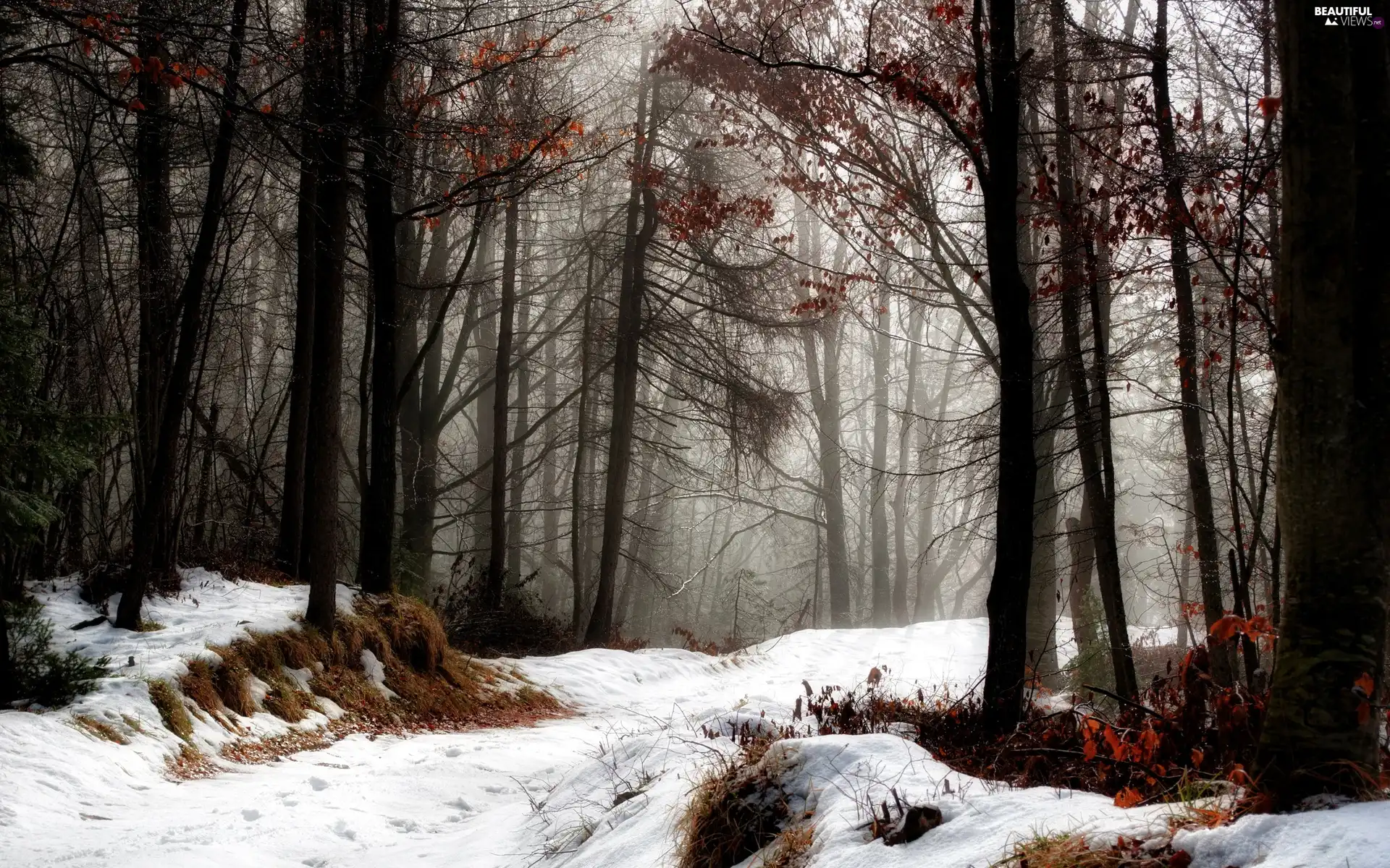 forest, Way, snow