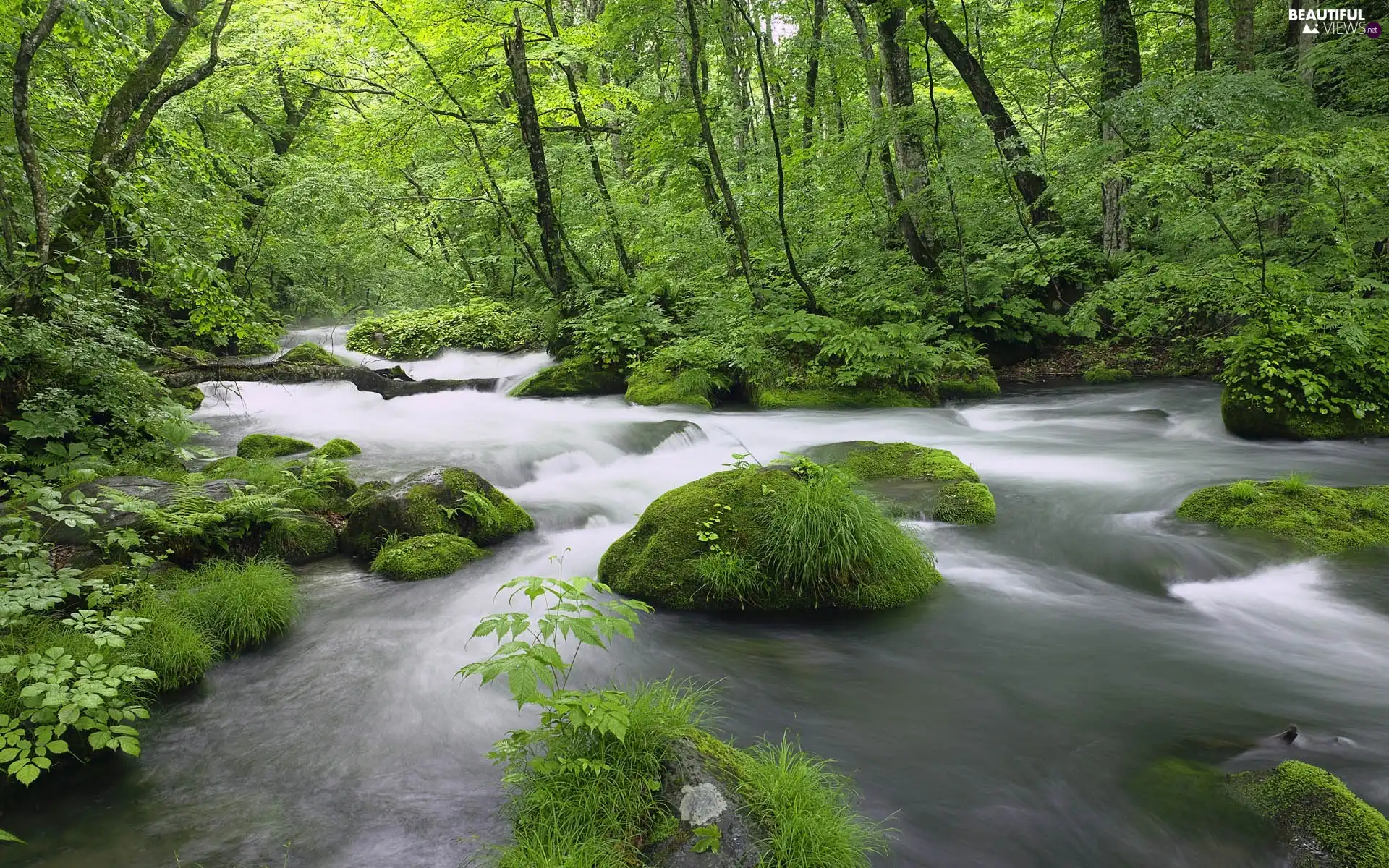 forest, River, Stones