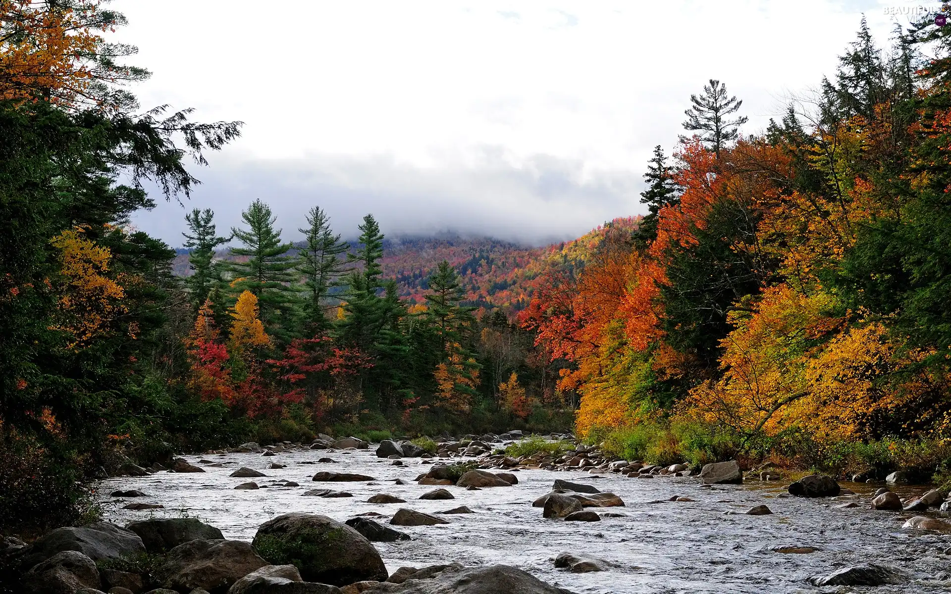 forest, River, Stones