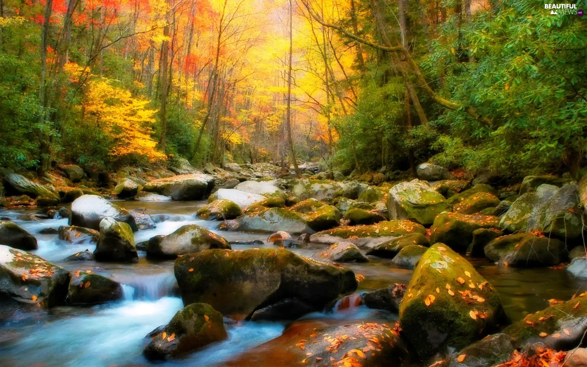 forest, River, Stones