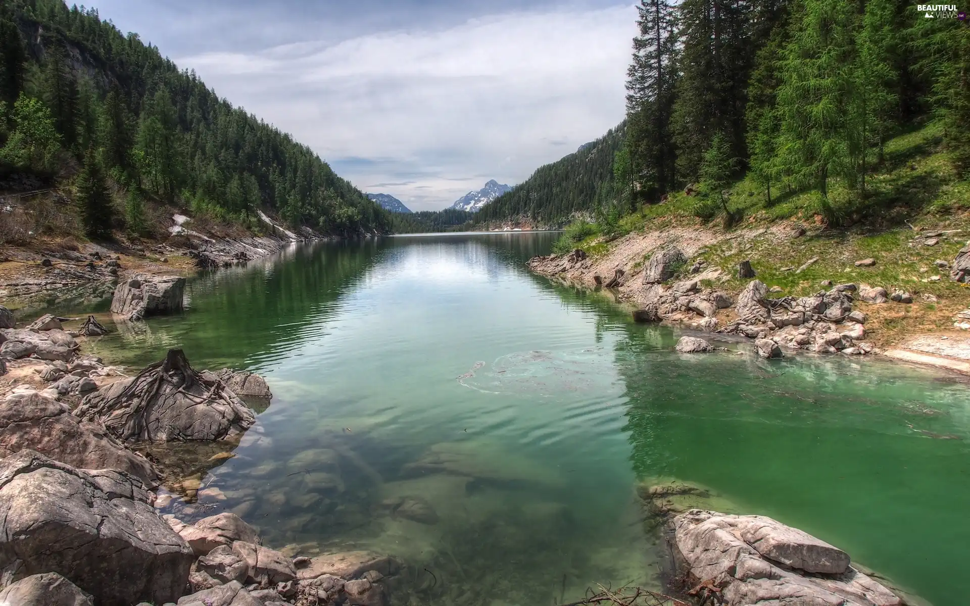 forest, River, Stones