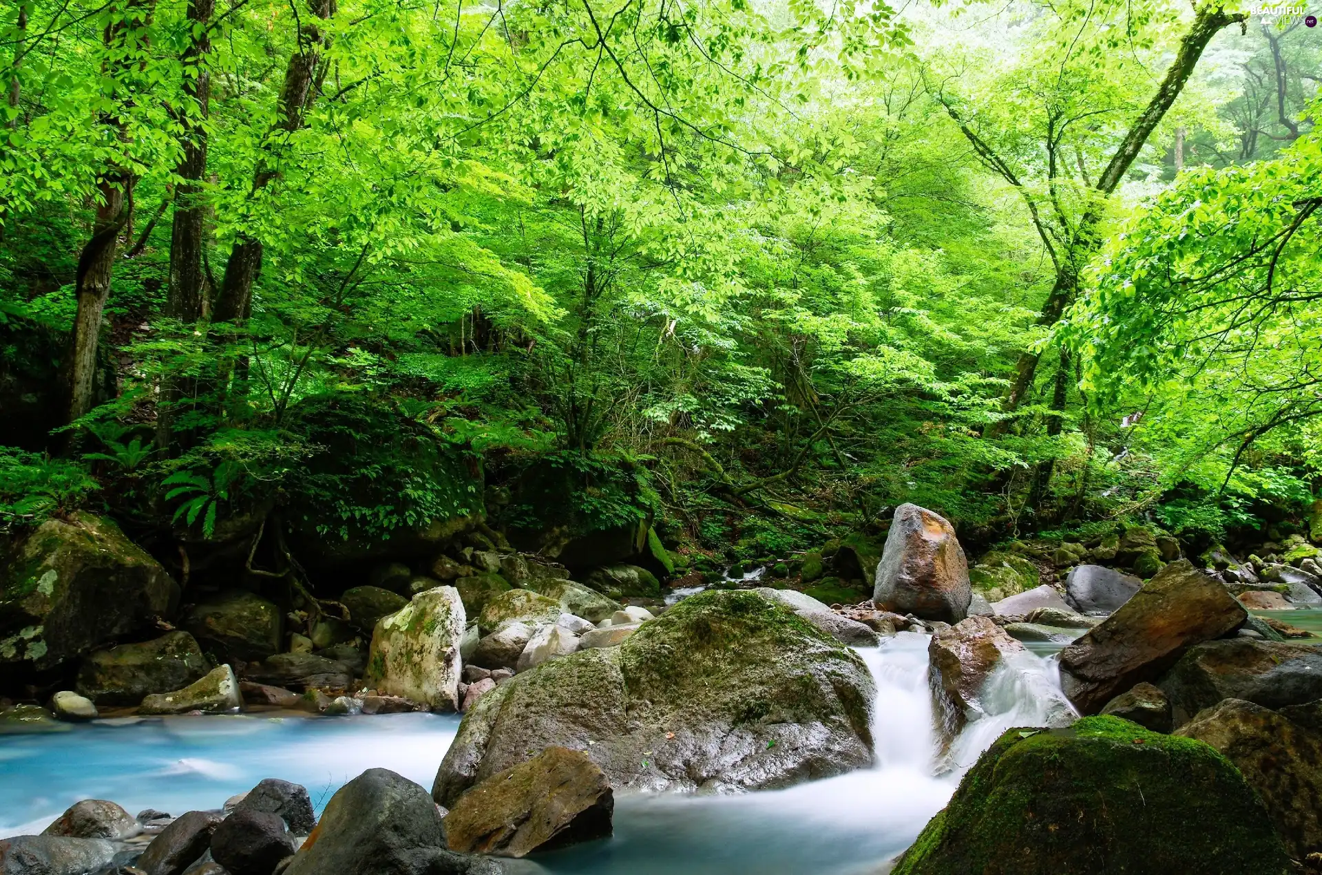 forest, stream, Stones