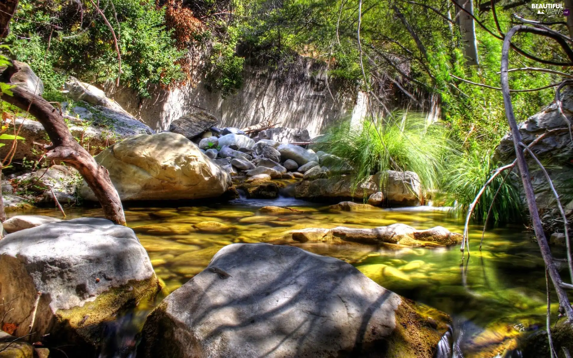 forest, water, Stones