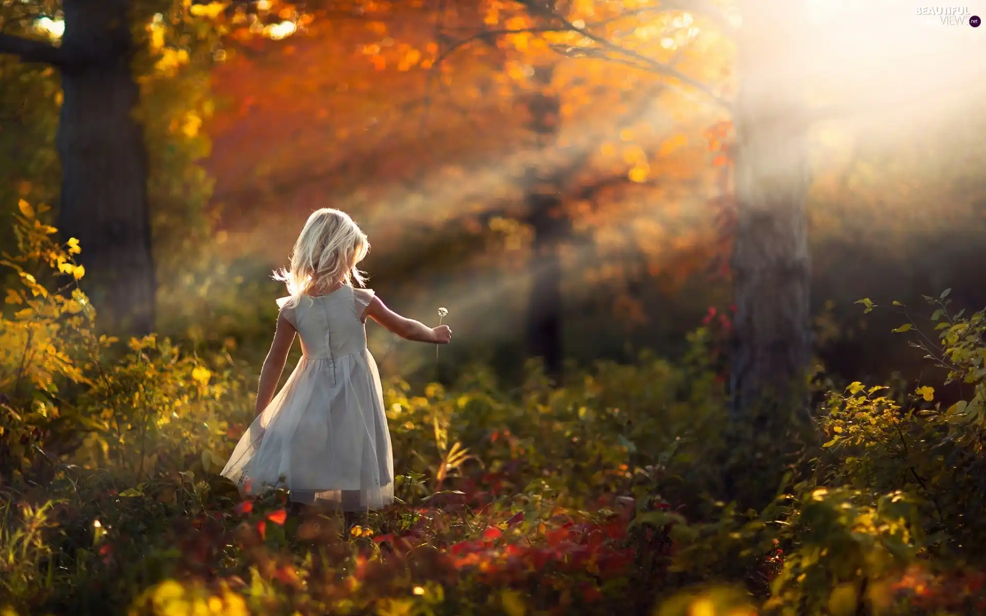 rays of the Sun, girl, forest