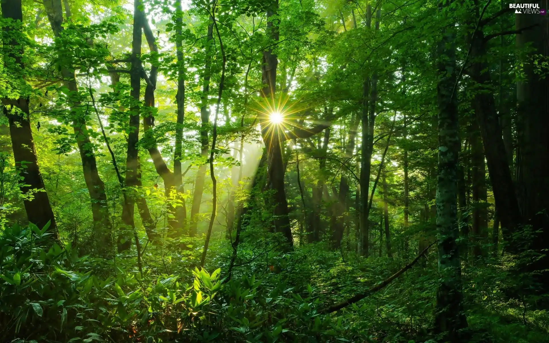 rays of the Sun, Green, forest