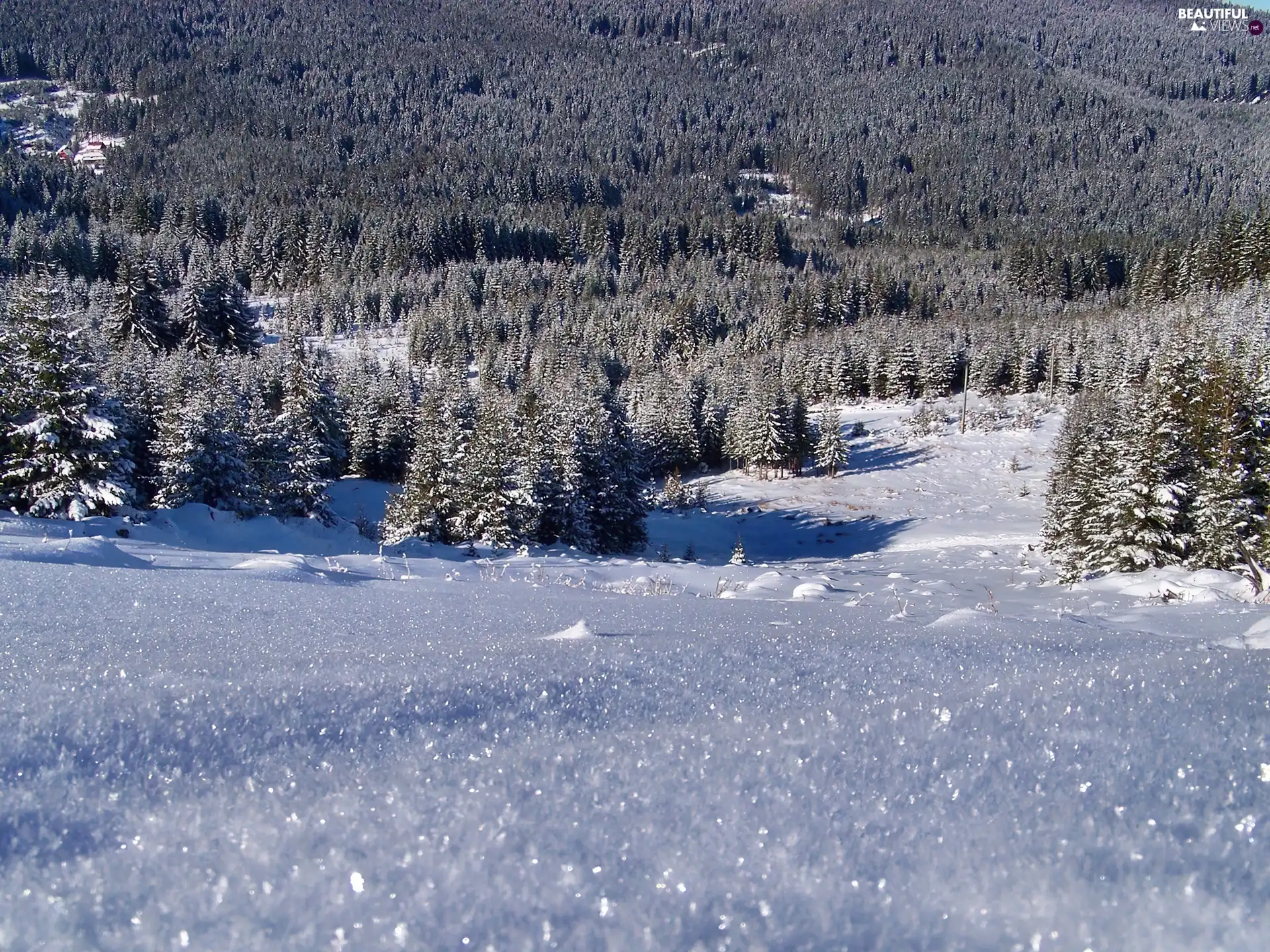 winter, A snow-covered, car in the meadow, forest