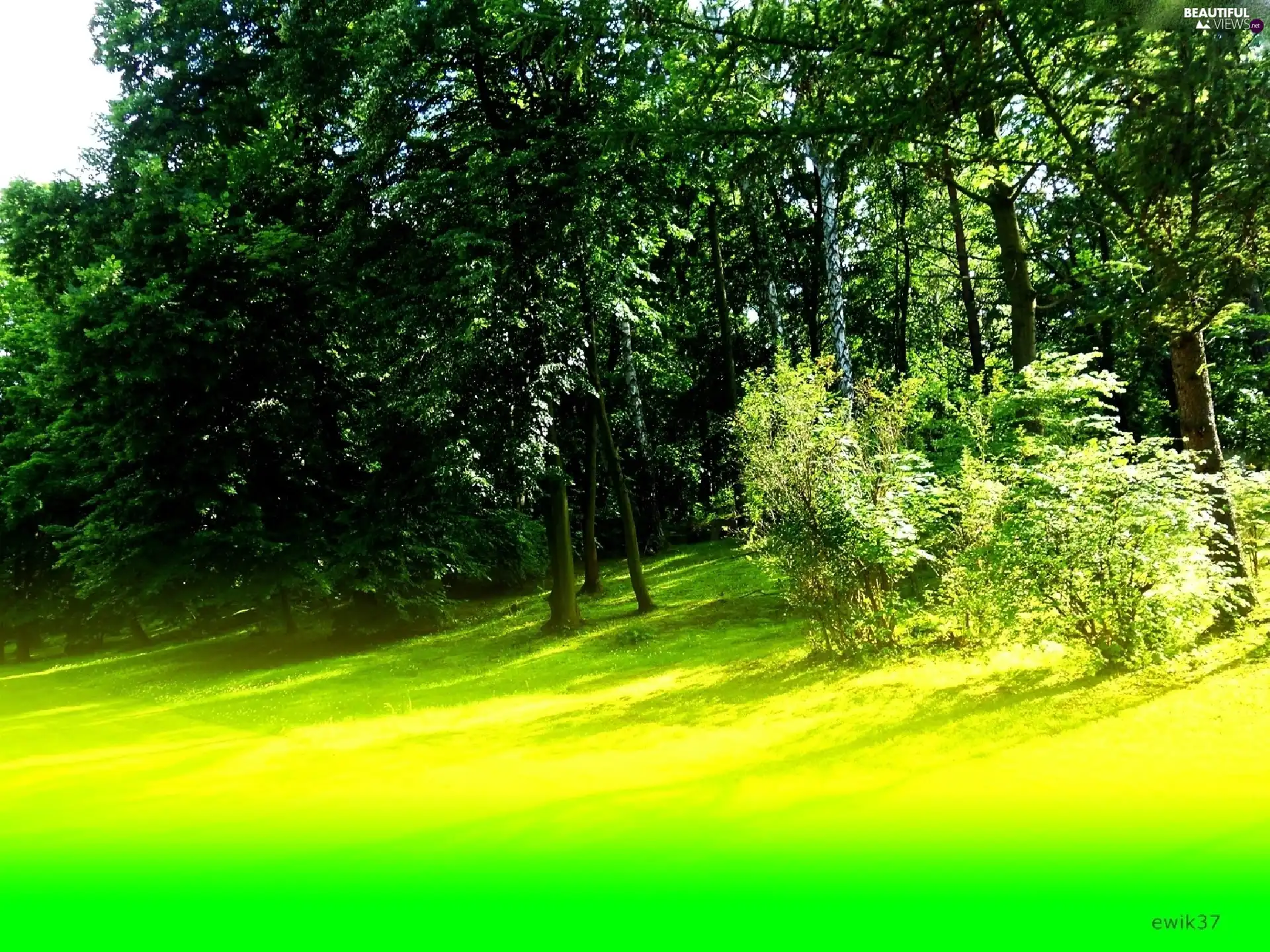 car in the meadow, forest