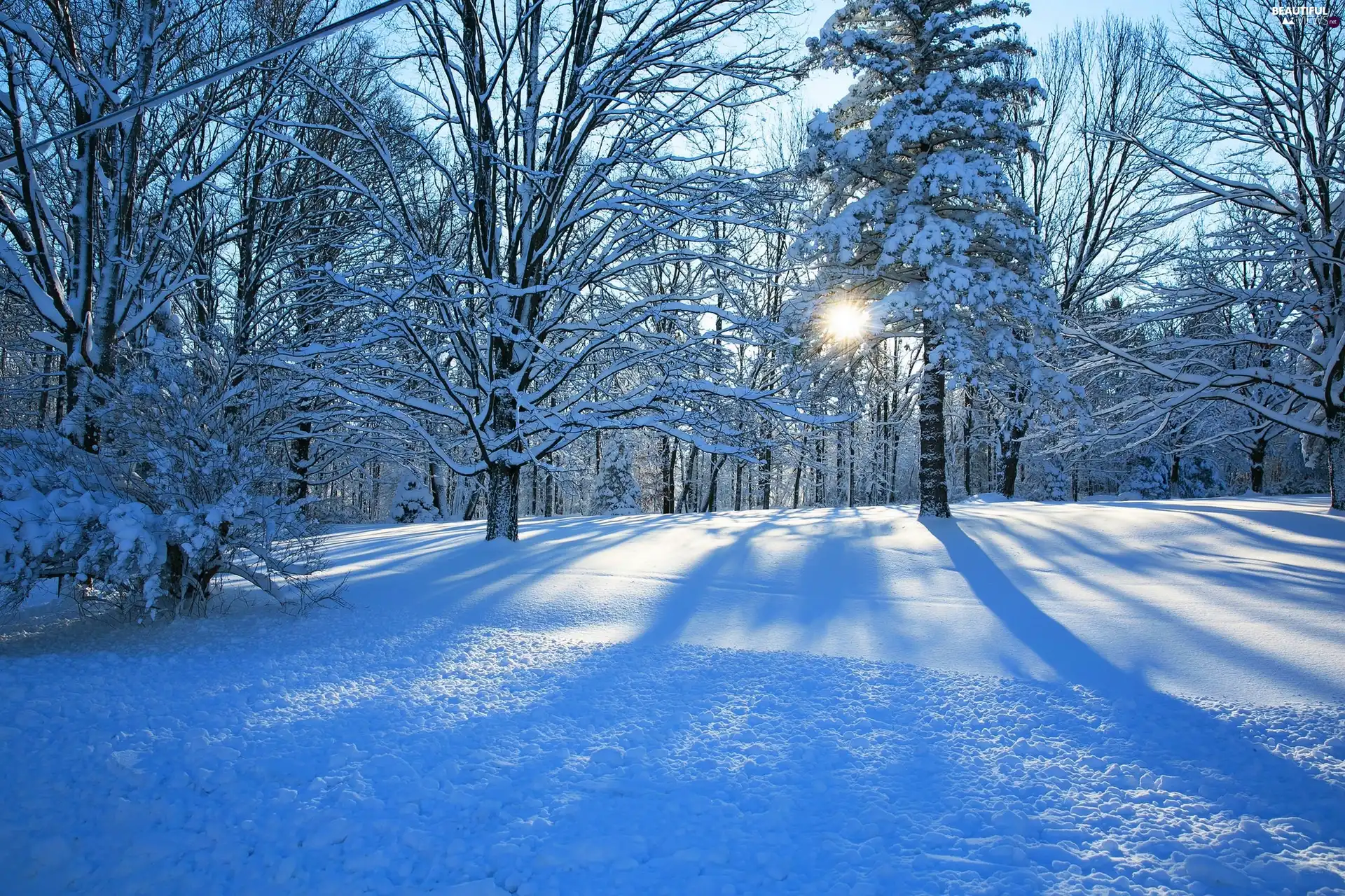 rays of the Sun, winter, trees, viewes, forest