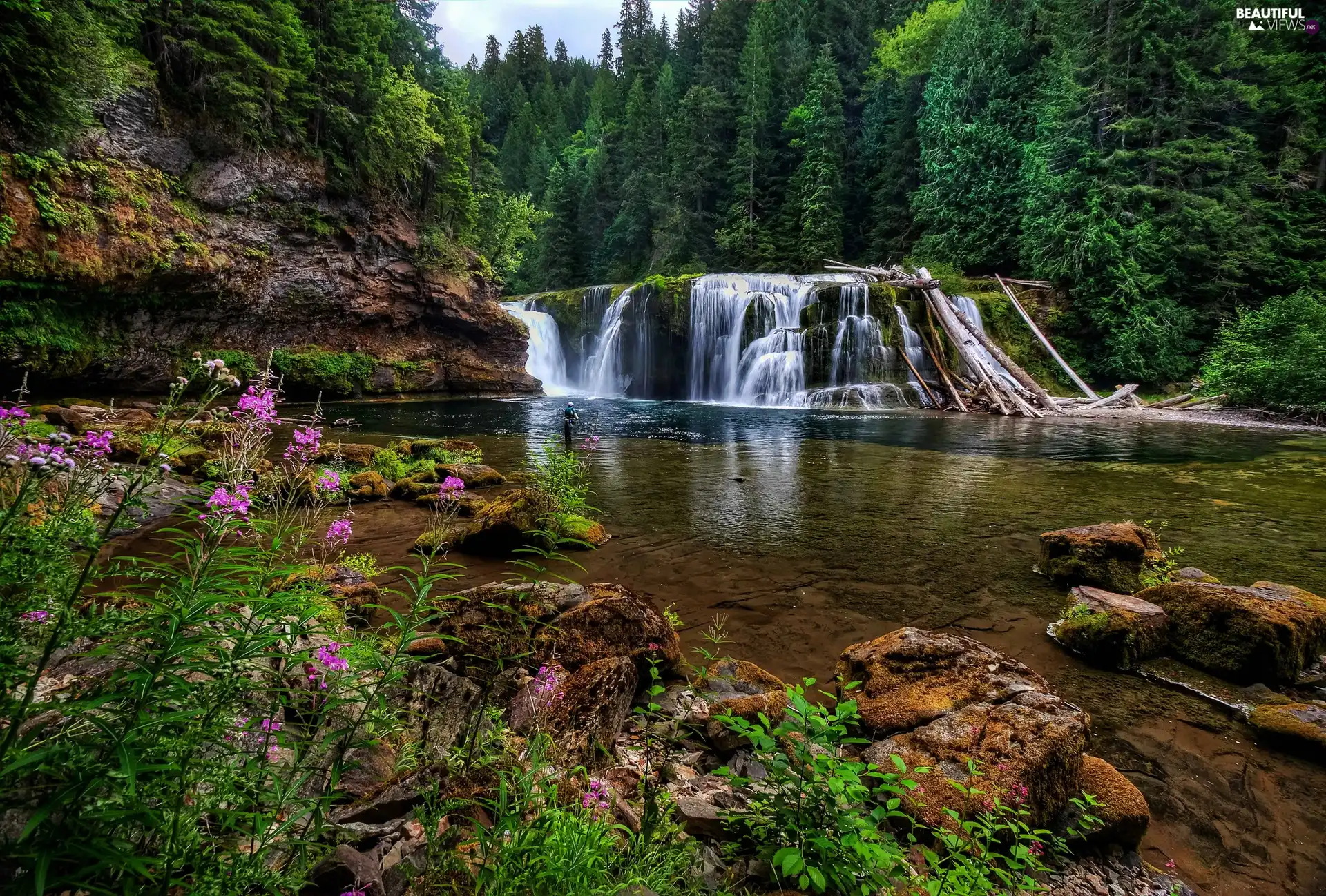 Lower Lewis River Falls, River, rocks, forest, Washington State, The United States, viewes, Cougar Settlement, trees