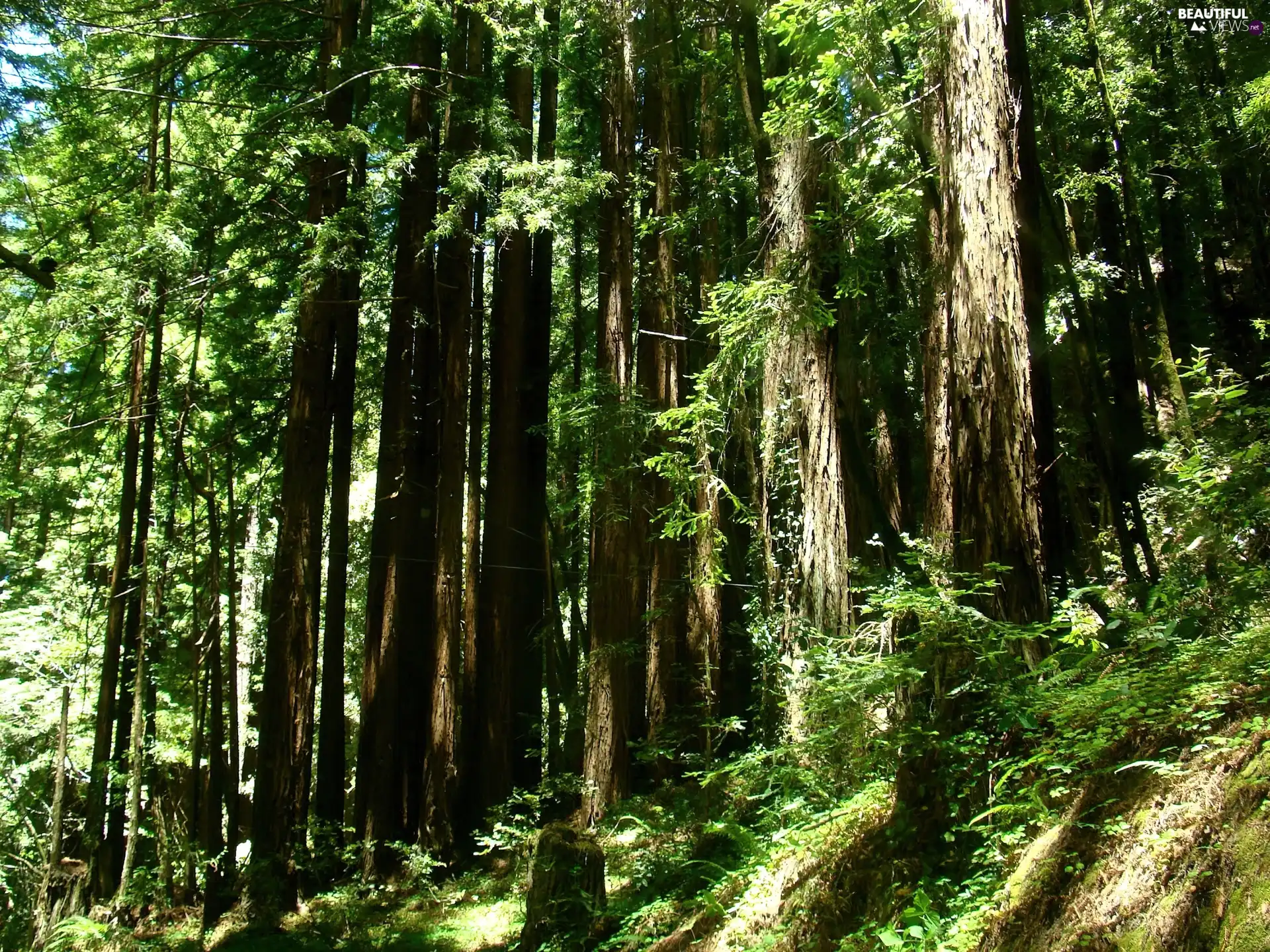 thick, forest