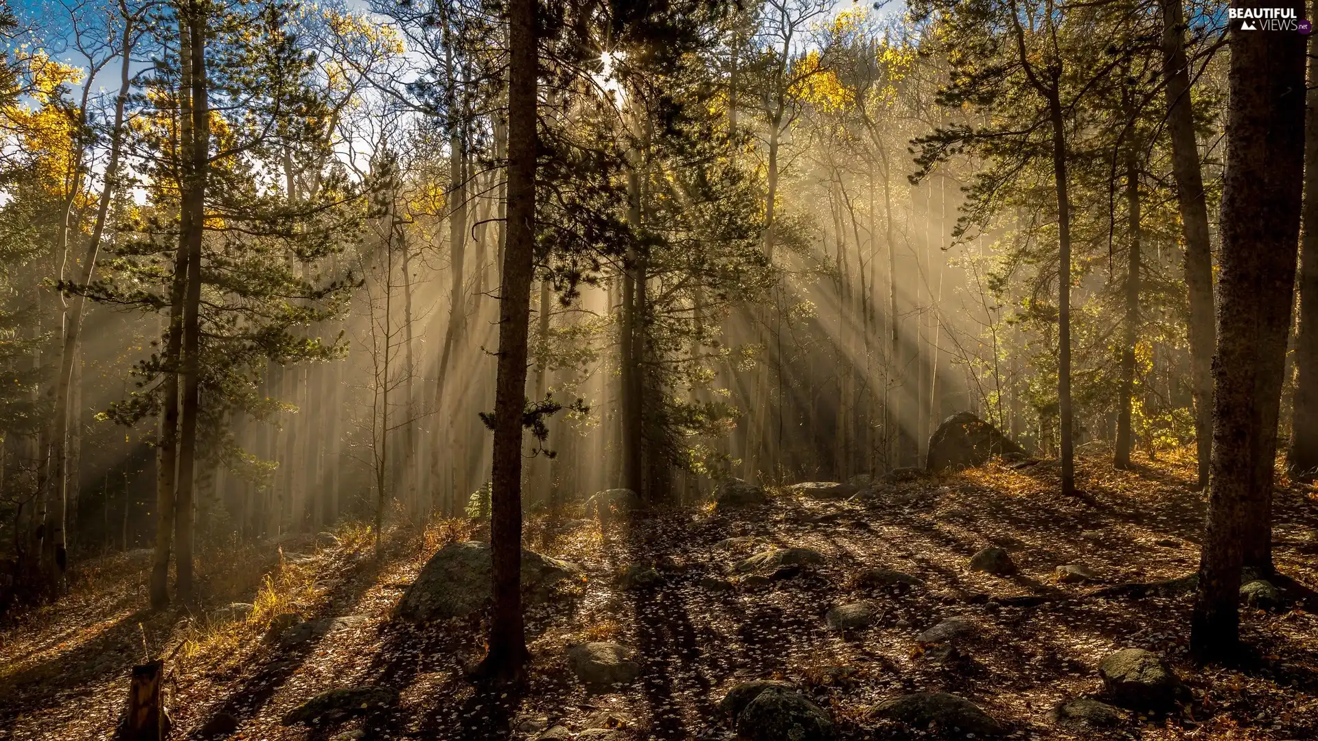 light breaking through sky, Stones, trees, viewes, forest