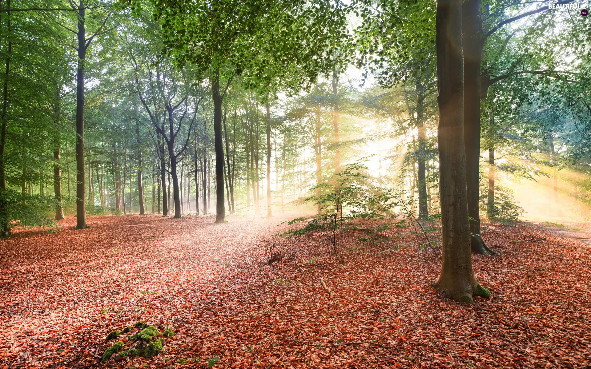 light breaking through sky, trees, Leaf, viewes, fallen, sun, forest, branch pics