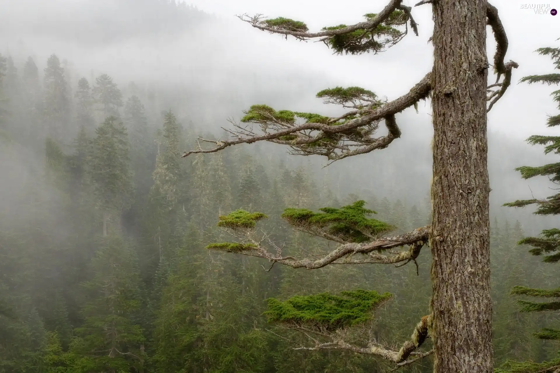 trees, branches, forest, Fog