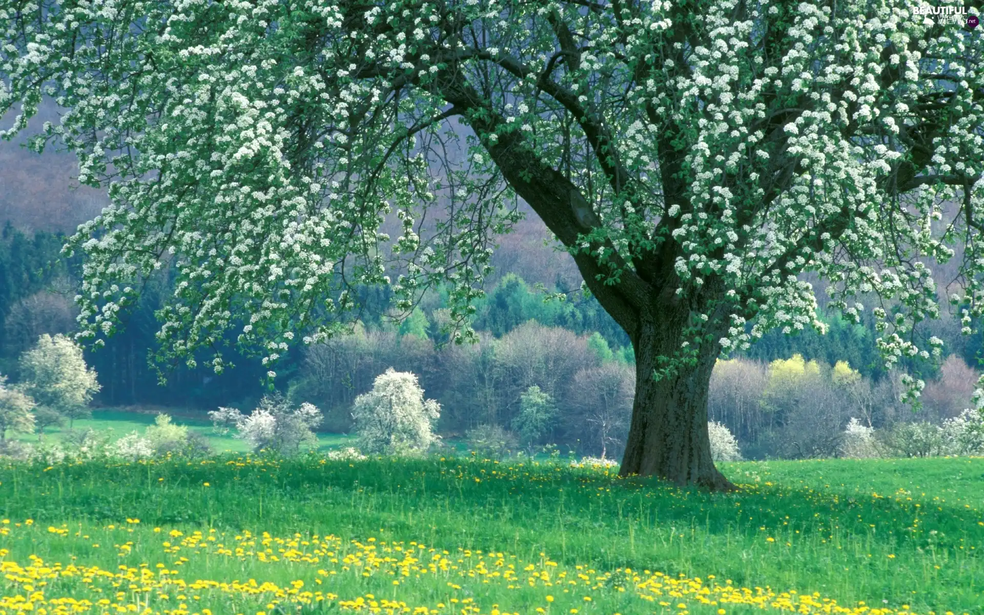 trees, Colourfull Flowers, forest, Meadow