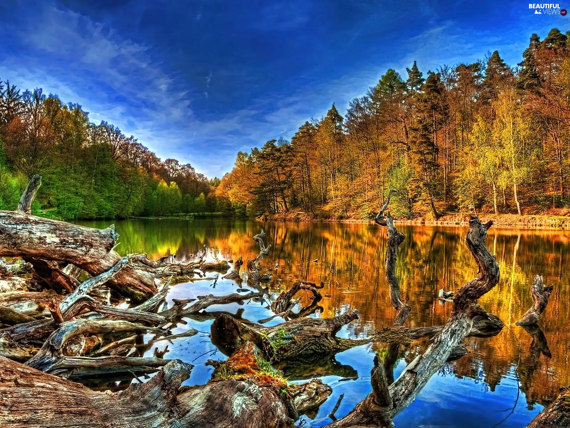 trees, lake, forest, viewes