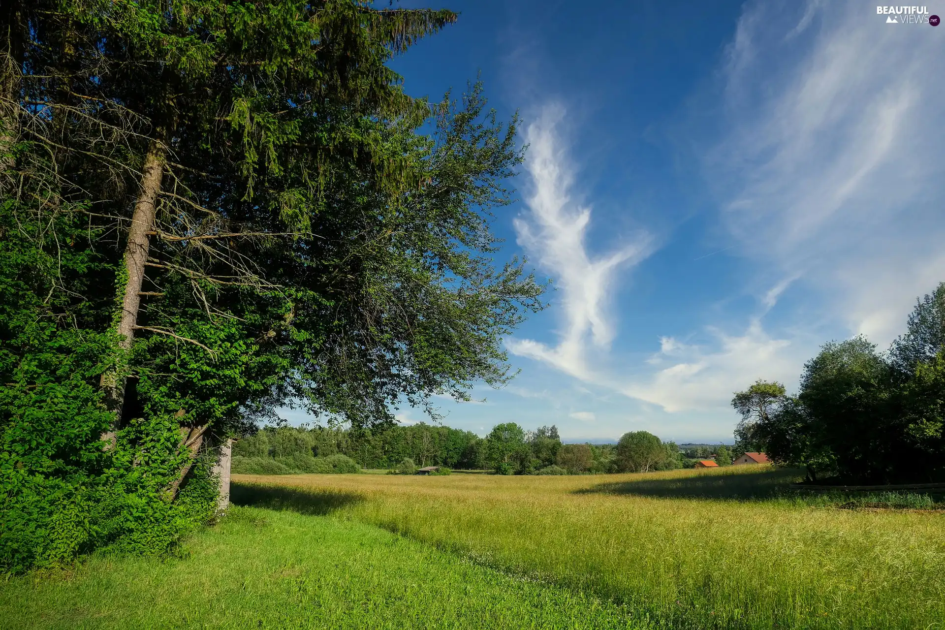 Houses, forest, trees, viewes, Meadow