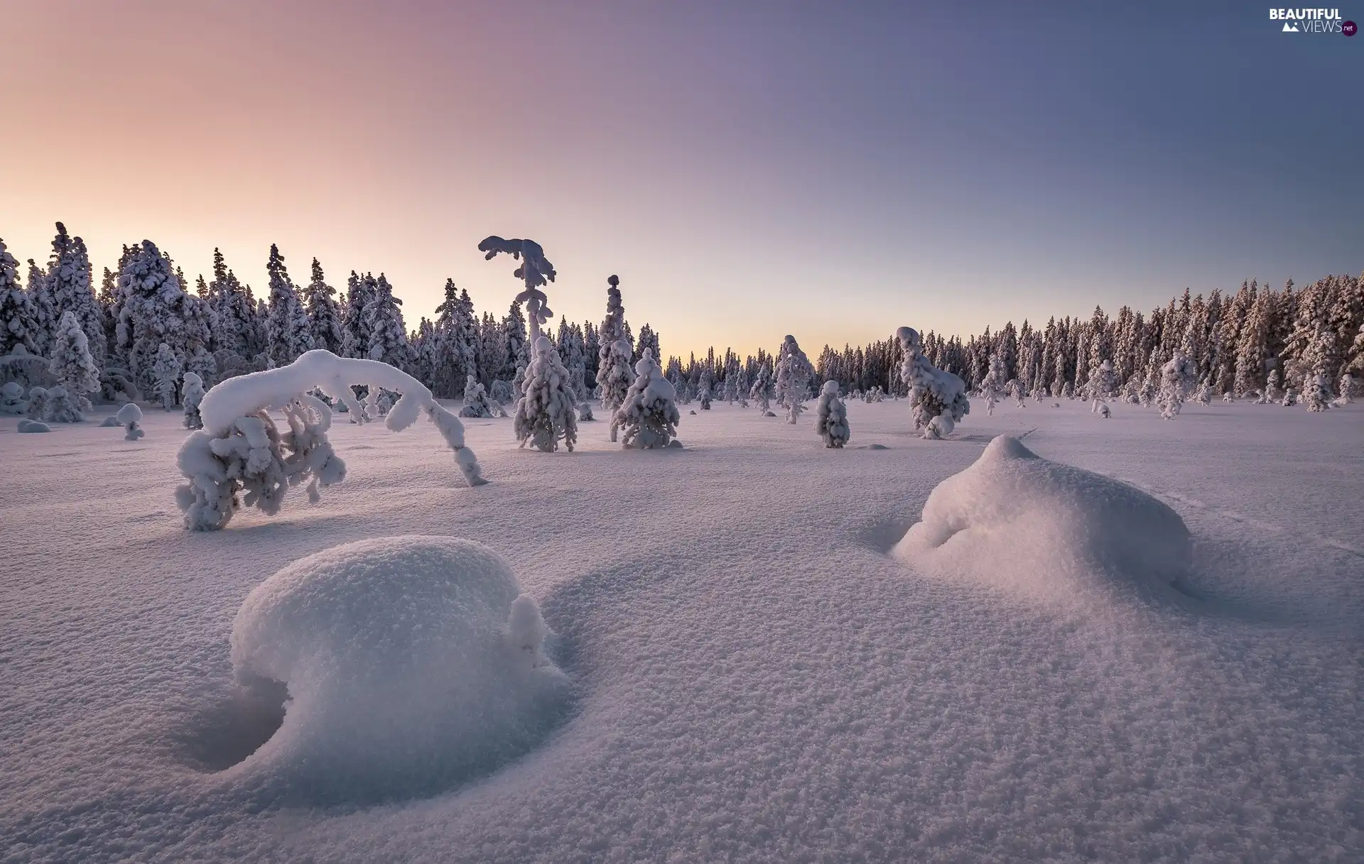 snow, forest, trees, viewes, winter