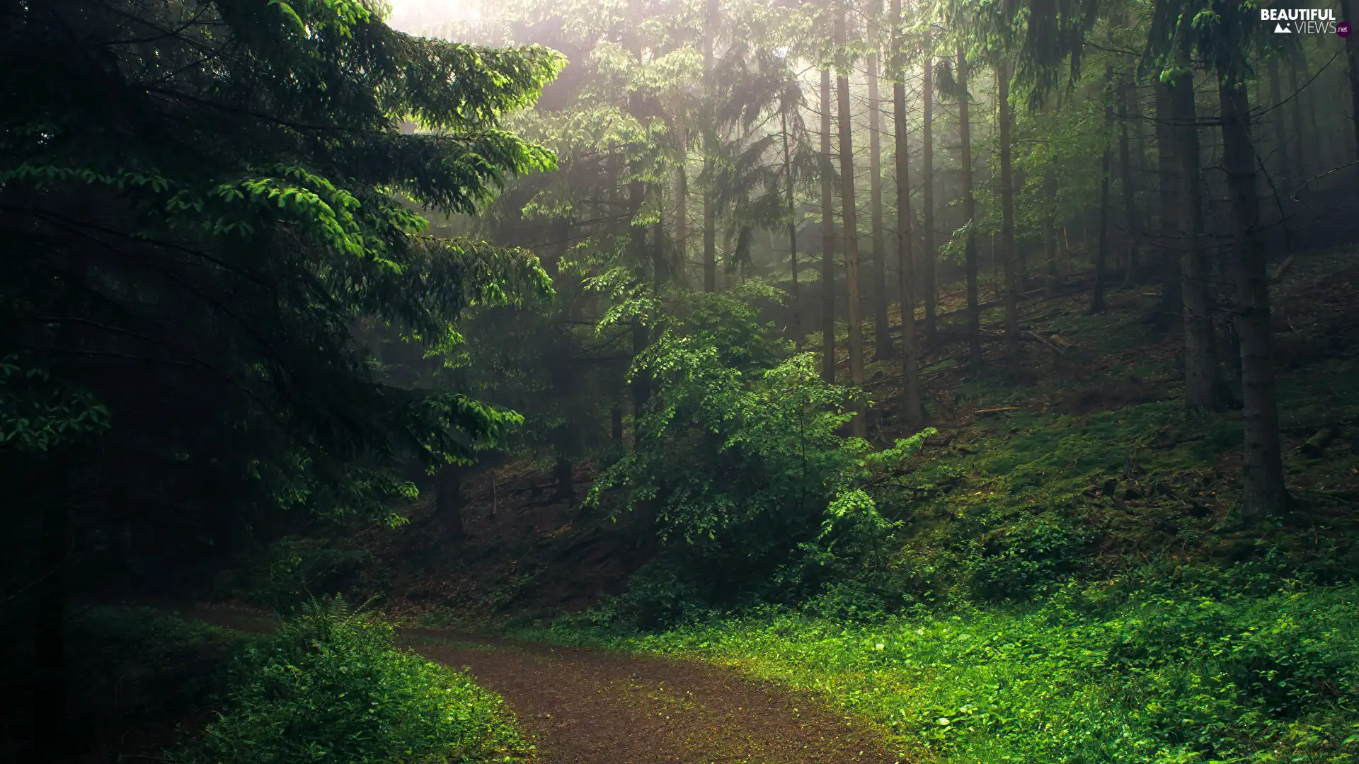 forest, Green, trees, viewes, Way, turn, VEGETATION, Fog, Bush