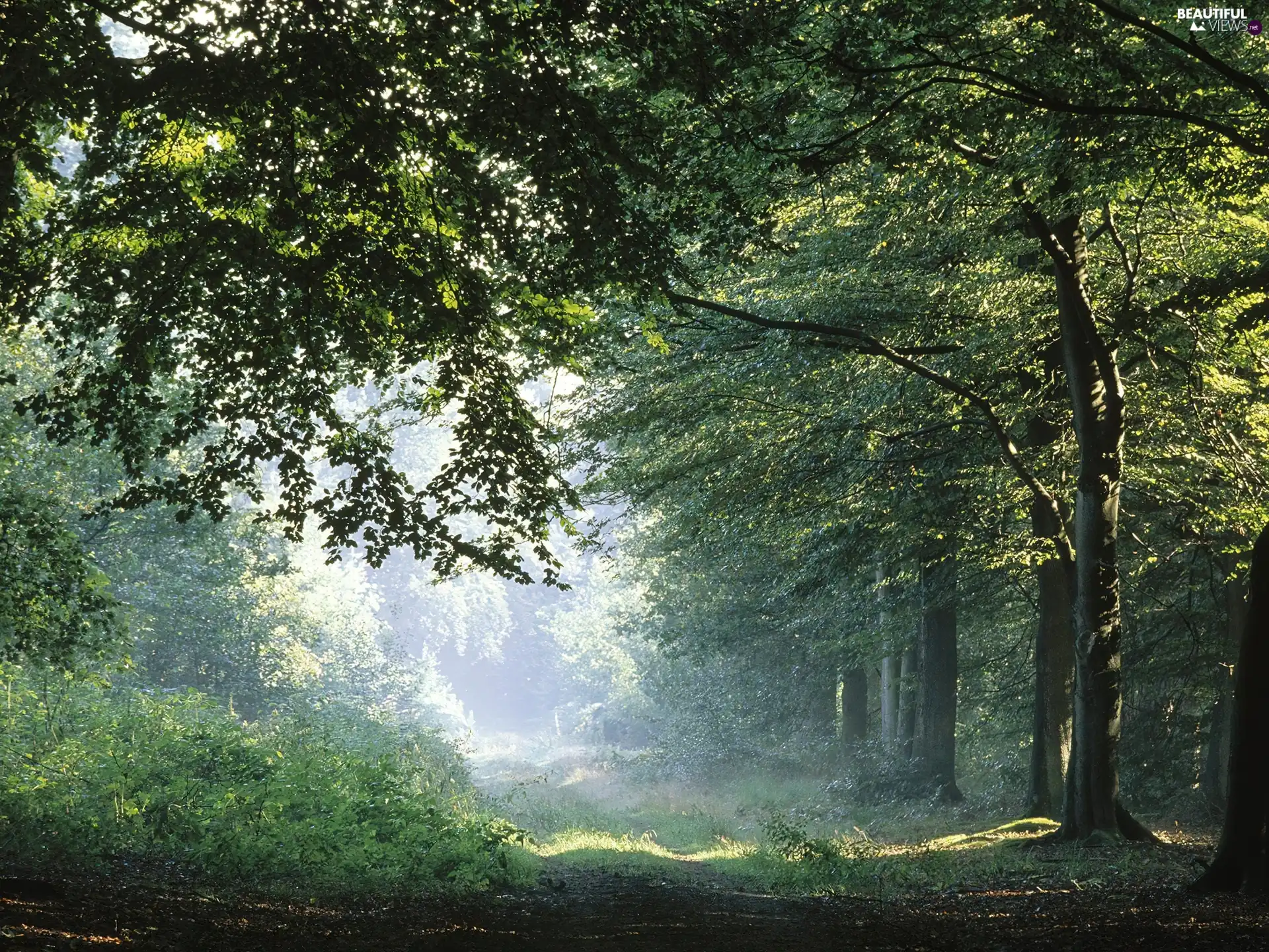 ligh, green ones, viewes, flash, forest, dark, trees, luminosity, sun, Przebijające