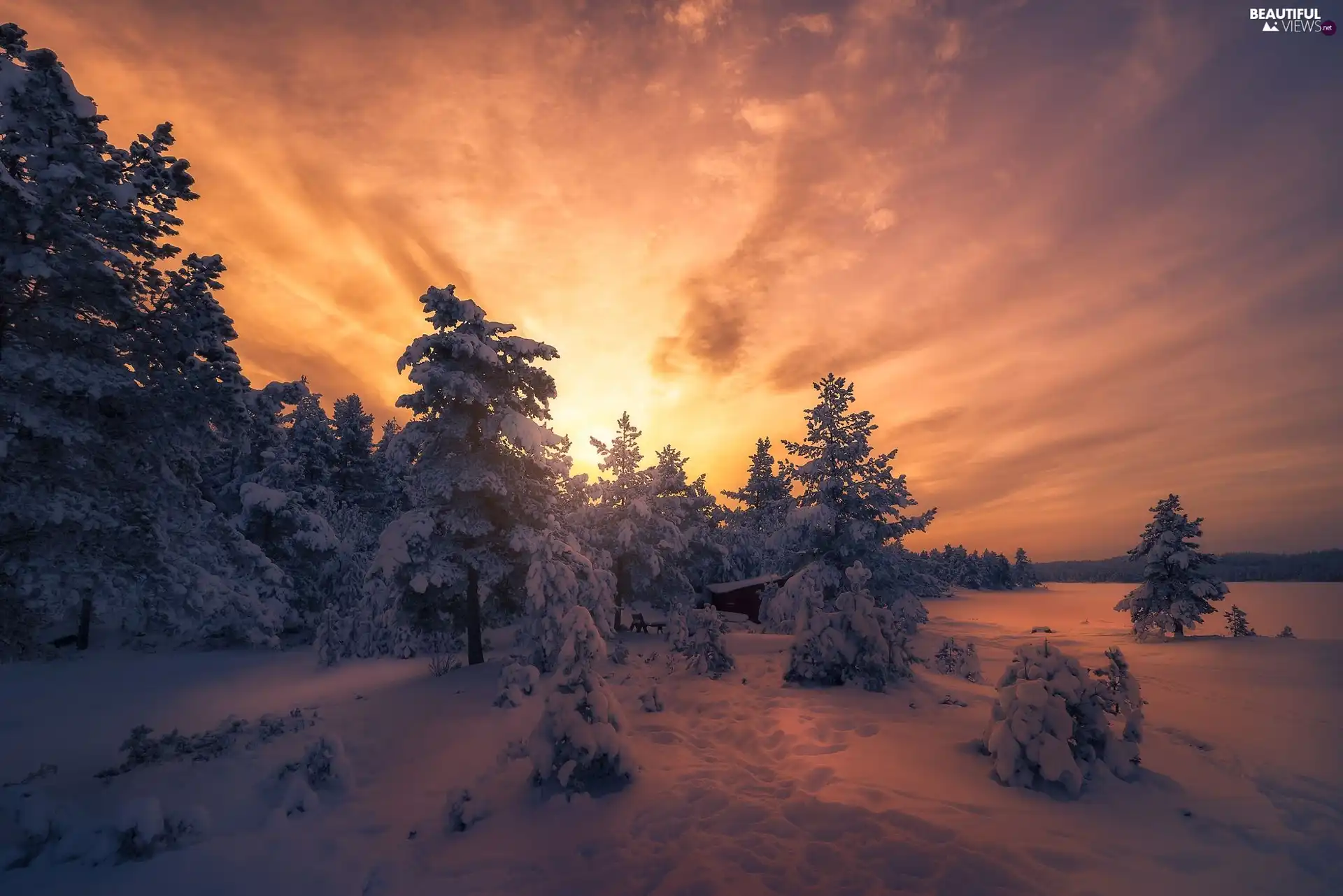 forest, winter, viewes, Great Sunsets, trees, snow