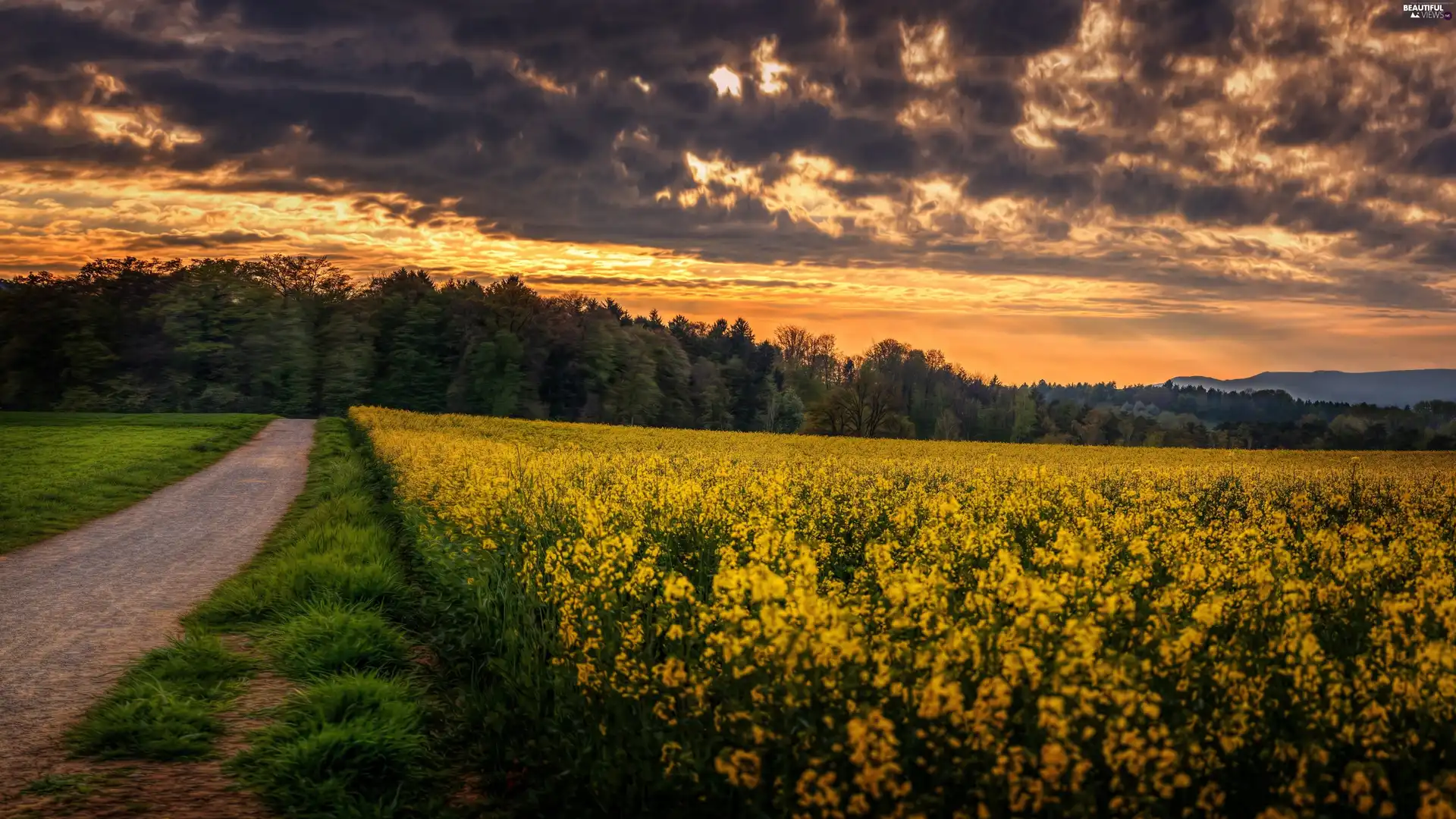 Way, Great Sunsets, The Hills, forest, Field, clouds, VEGETATION