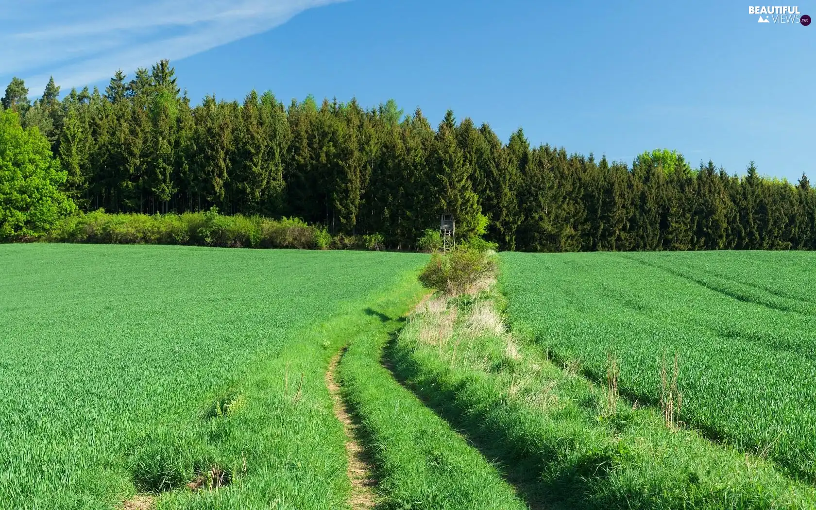 forest, Meadow, Way