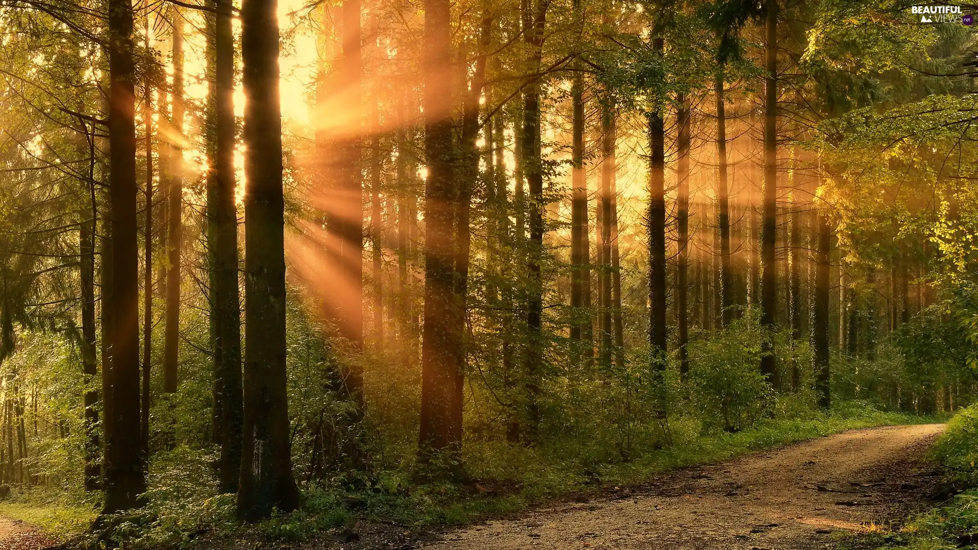 trees, viewes, Way, light breaking through sky, forest