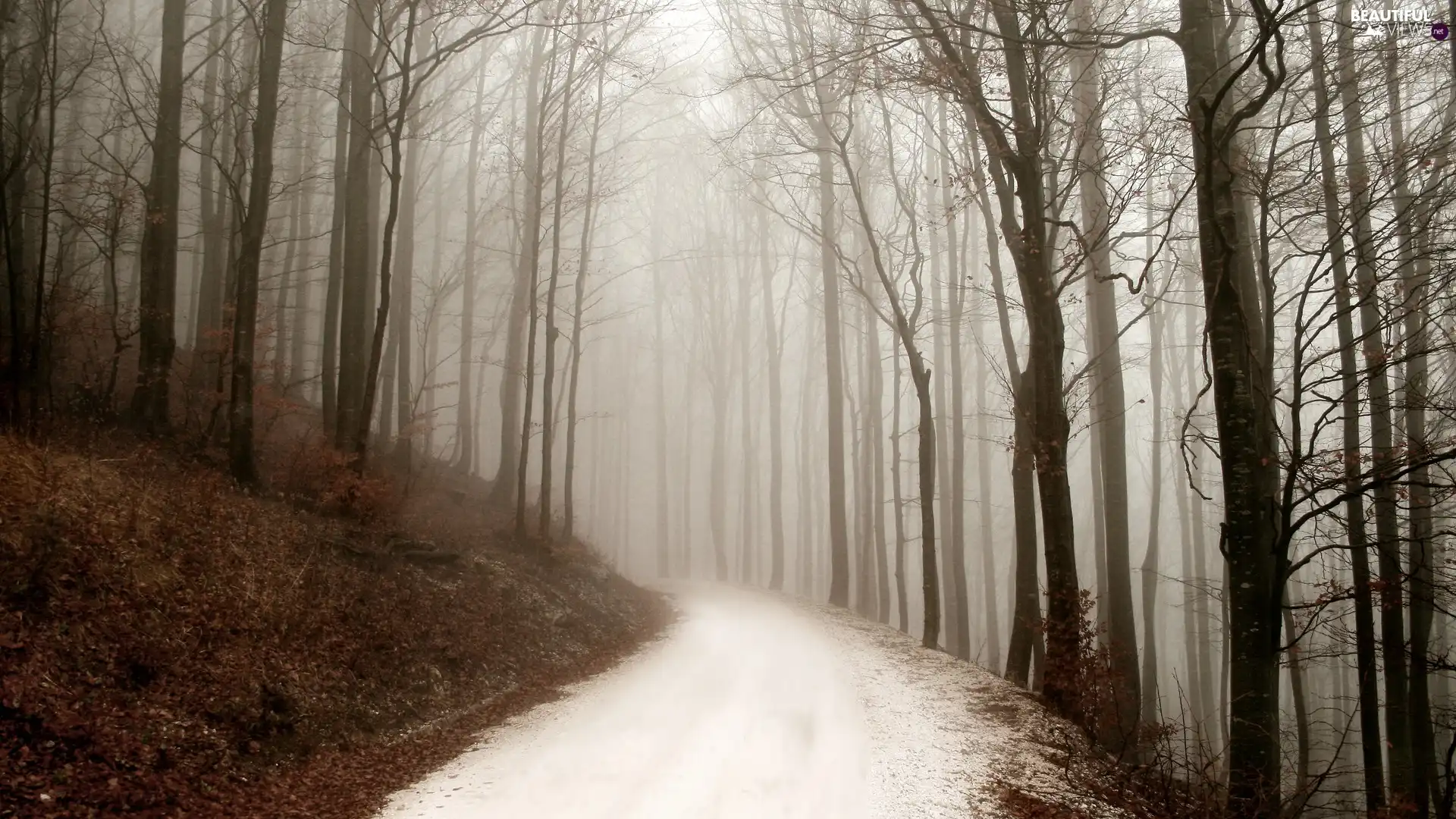 forest, winter, Way