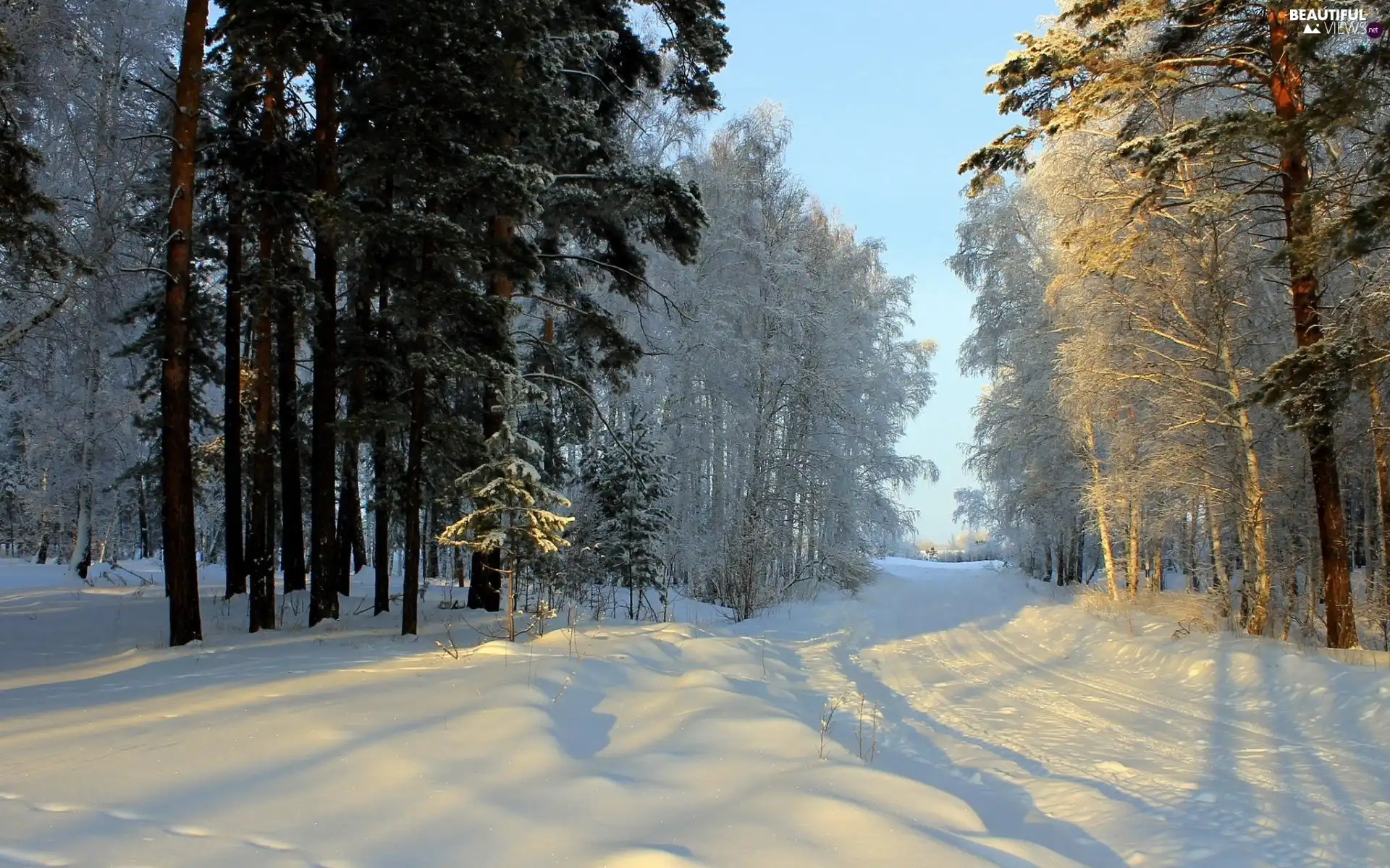 forest, winter, Way