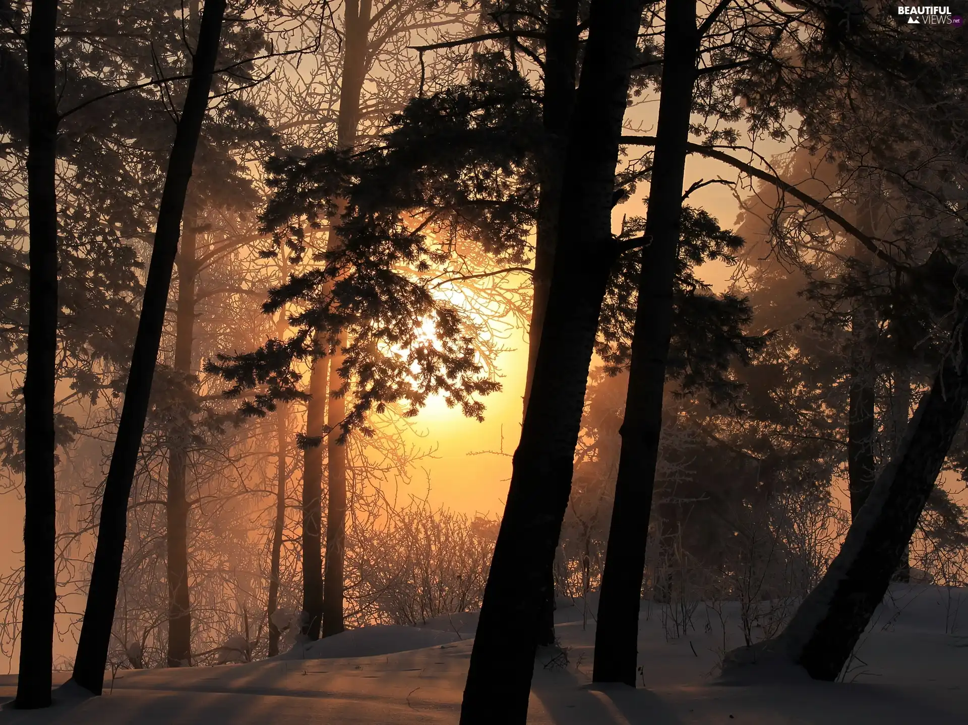 west, winter, forest, sun