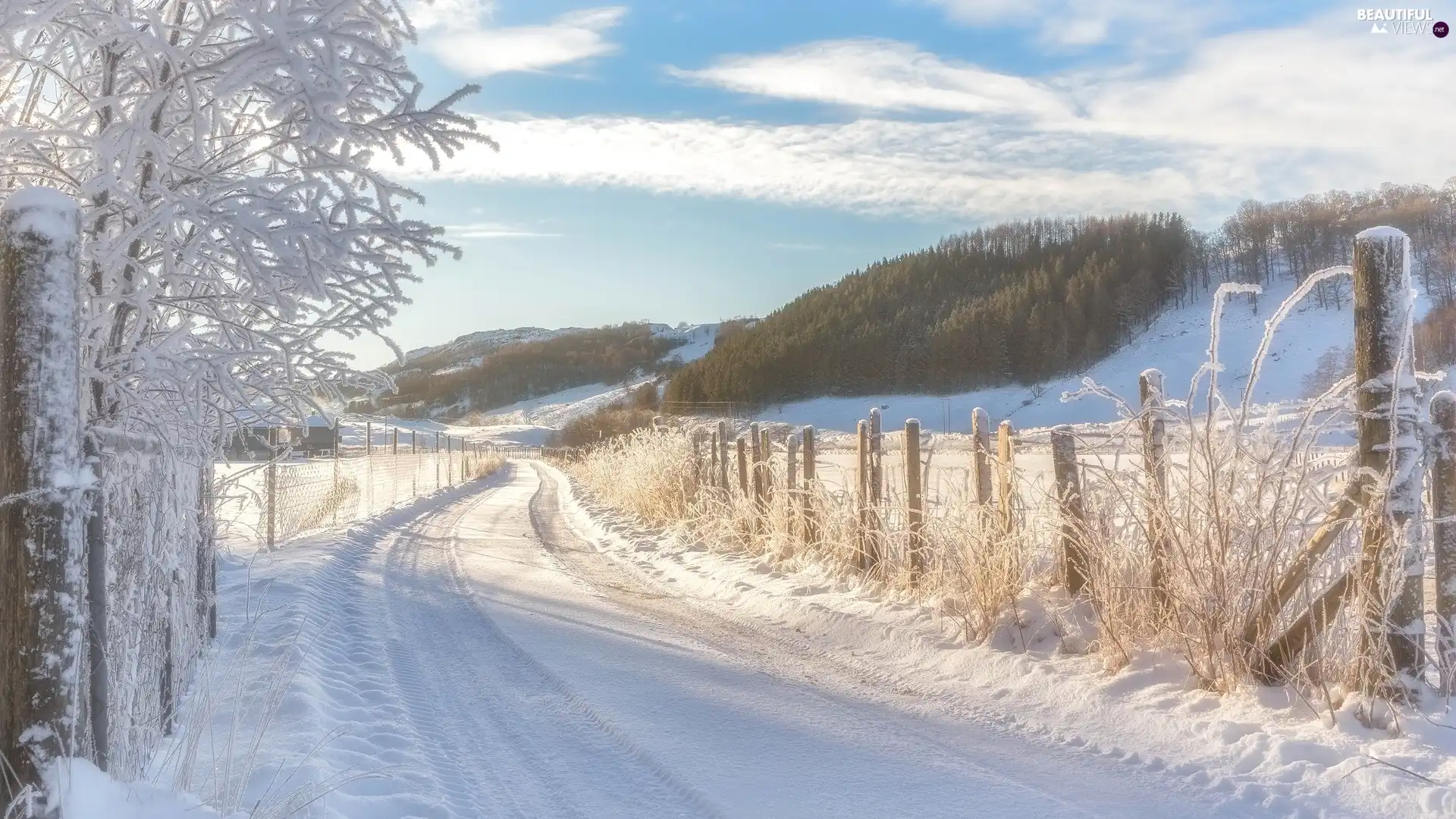 viewes, Way, White frost, trees, winter, fence, forest