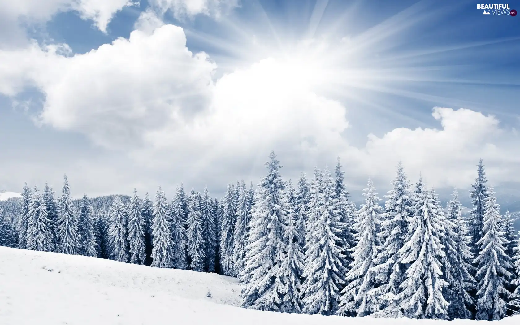 forest, winter, rays, sun, clouds
