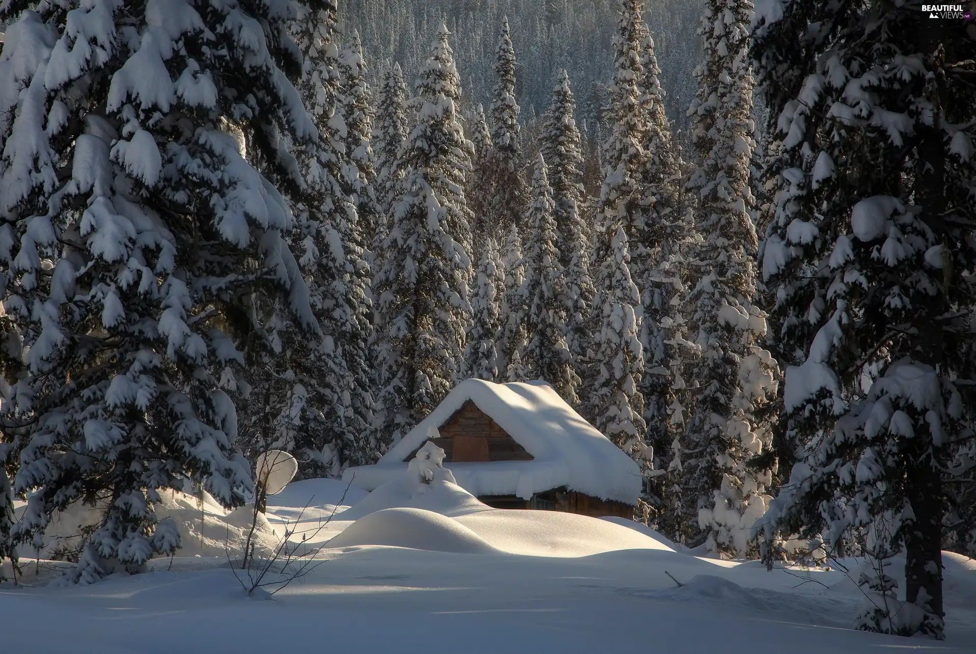 winter, Home, snow, forest
