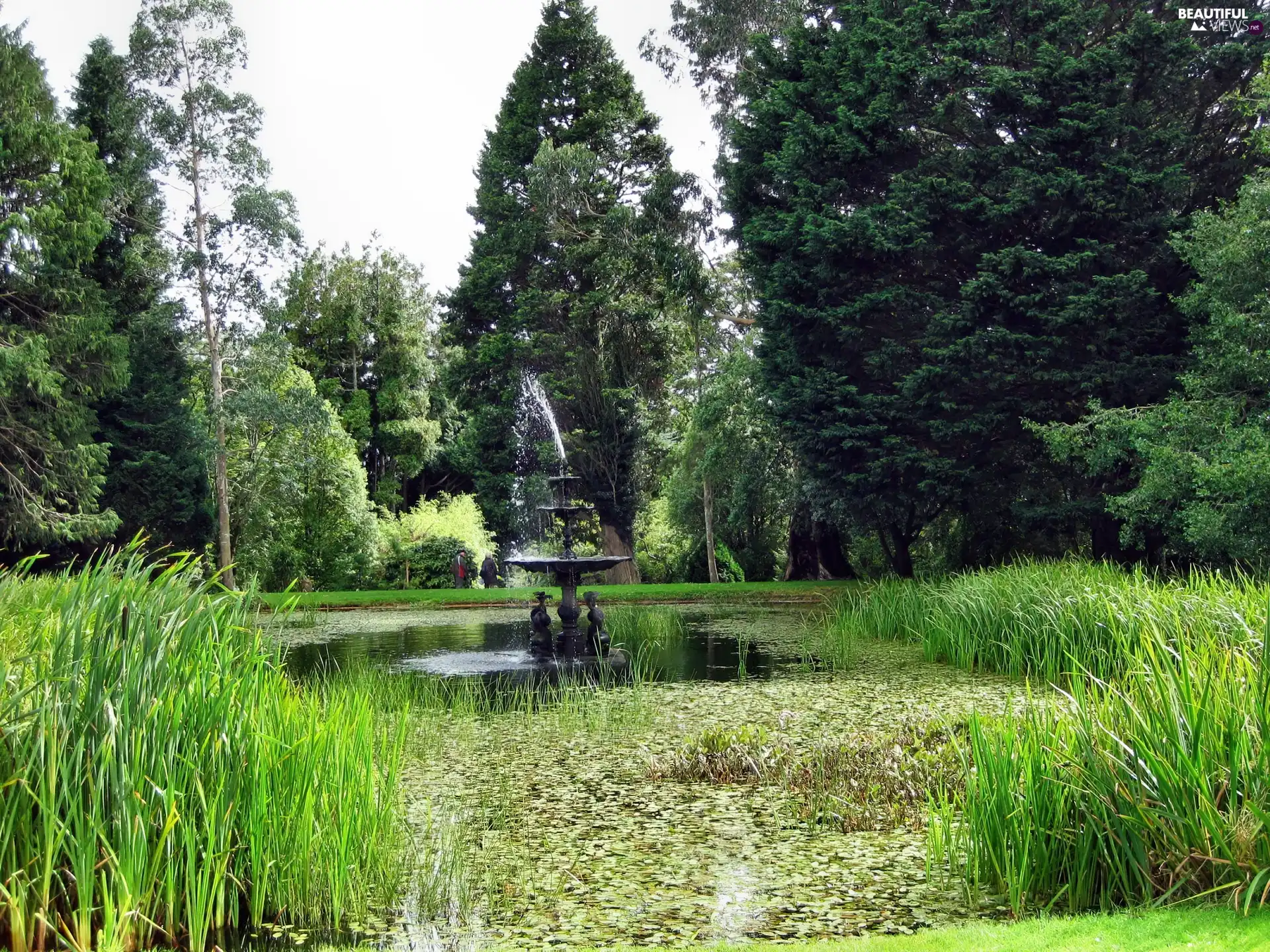 Park, scrub, fountain, Pond - car