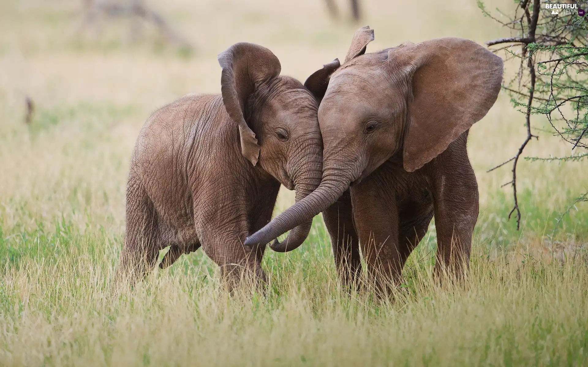 young, friendship, savanna, Baby Elephant