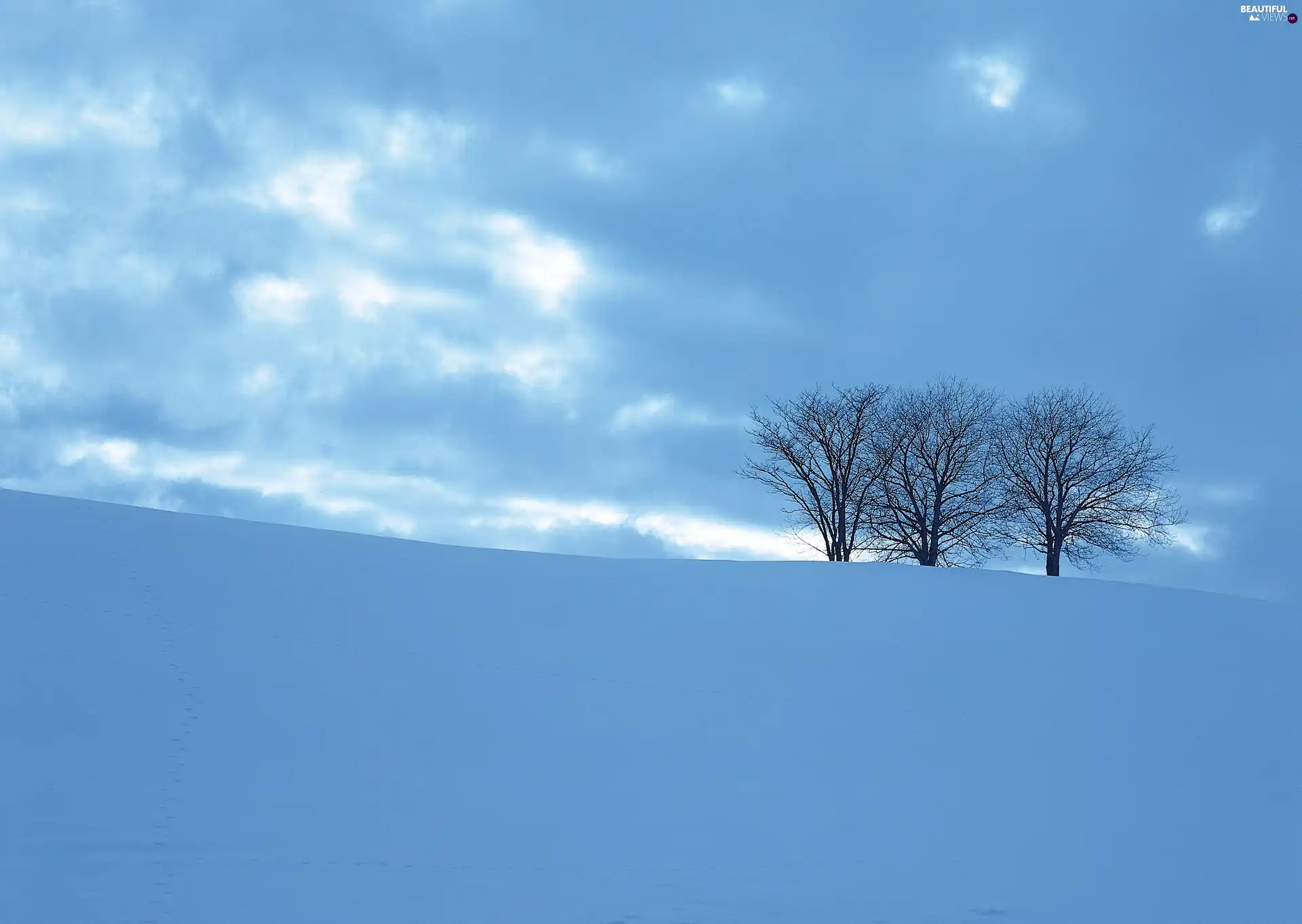 Frost, drifts, trees, viewes, snow