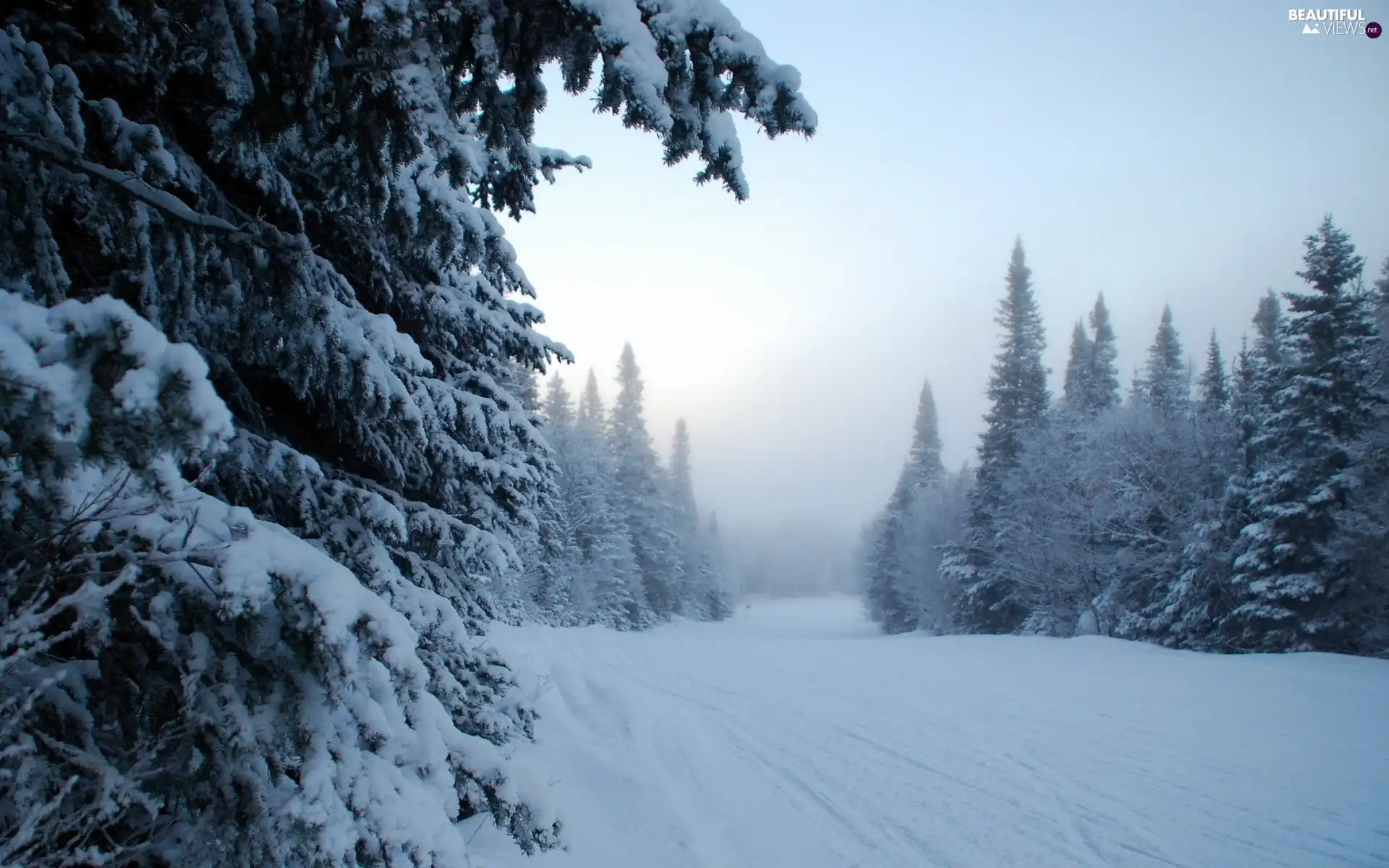 forest, drifts, Frost, snow