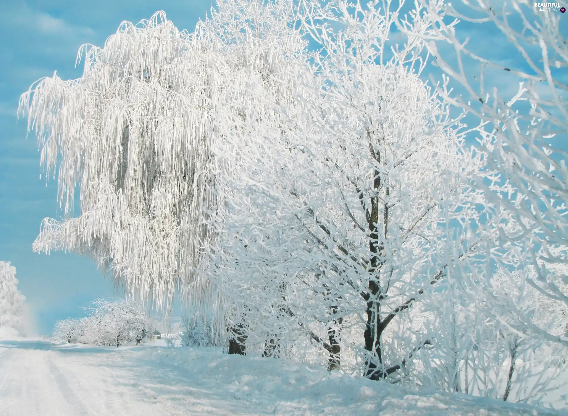 forest, drifts, Frost, snow