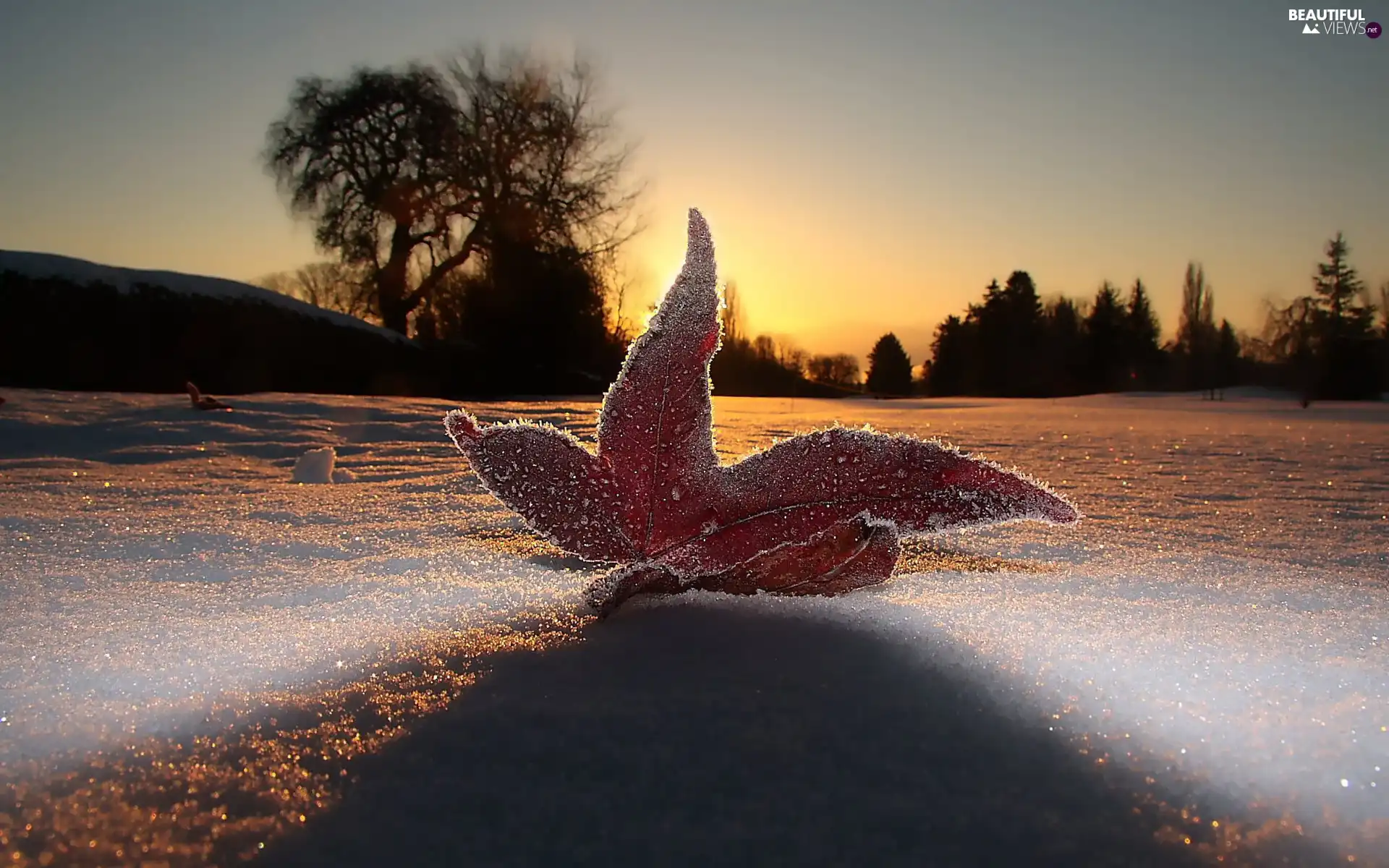 leaf, snow, Frost, winter